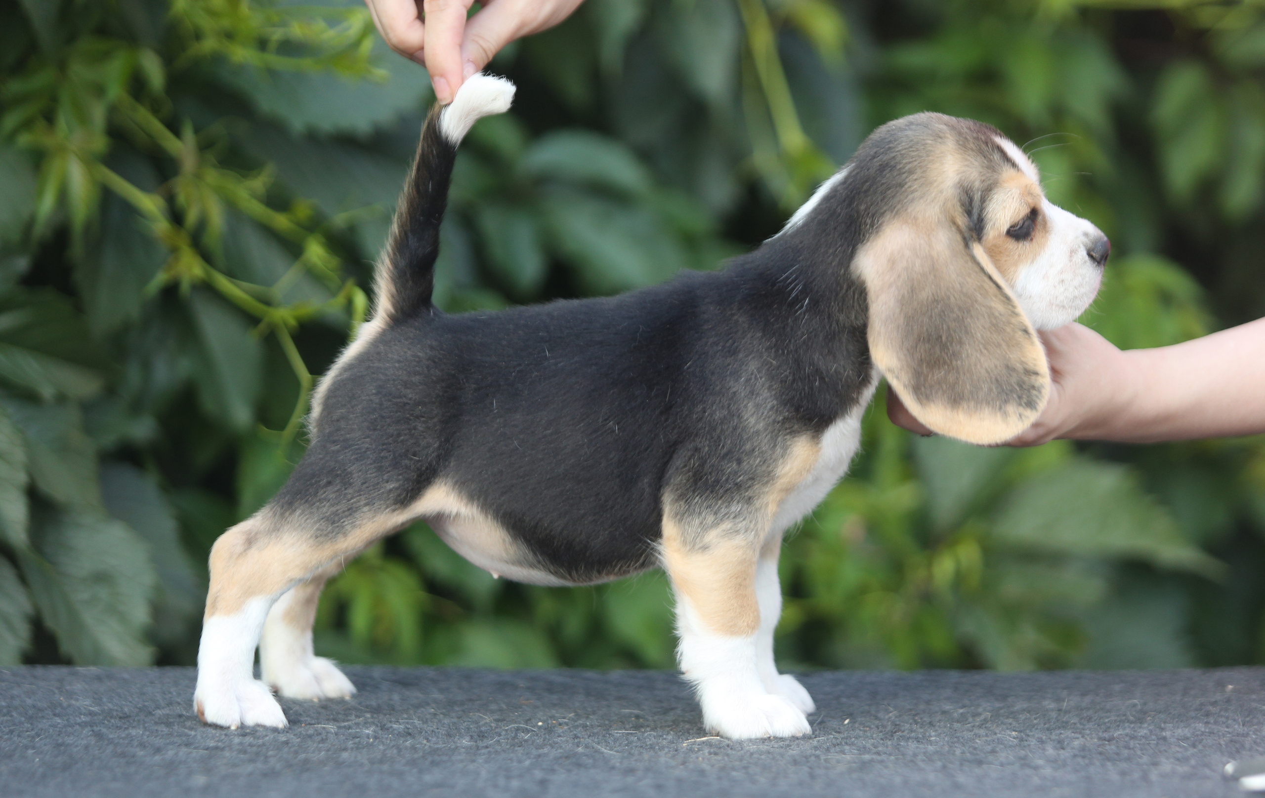 Саша і Ден. Розплідник біглей в Україні