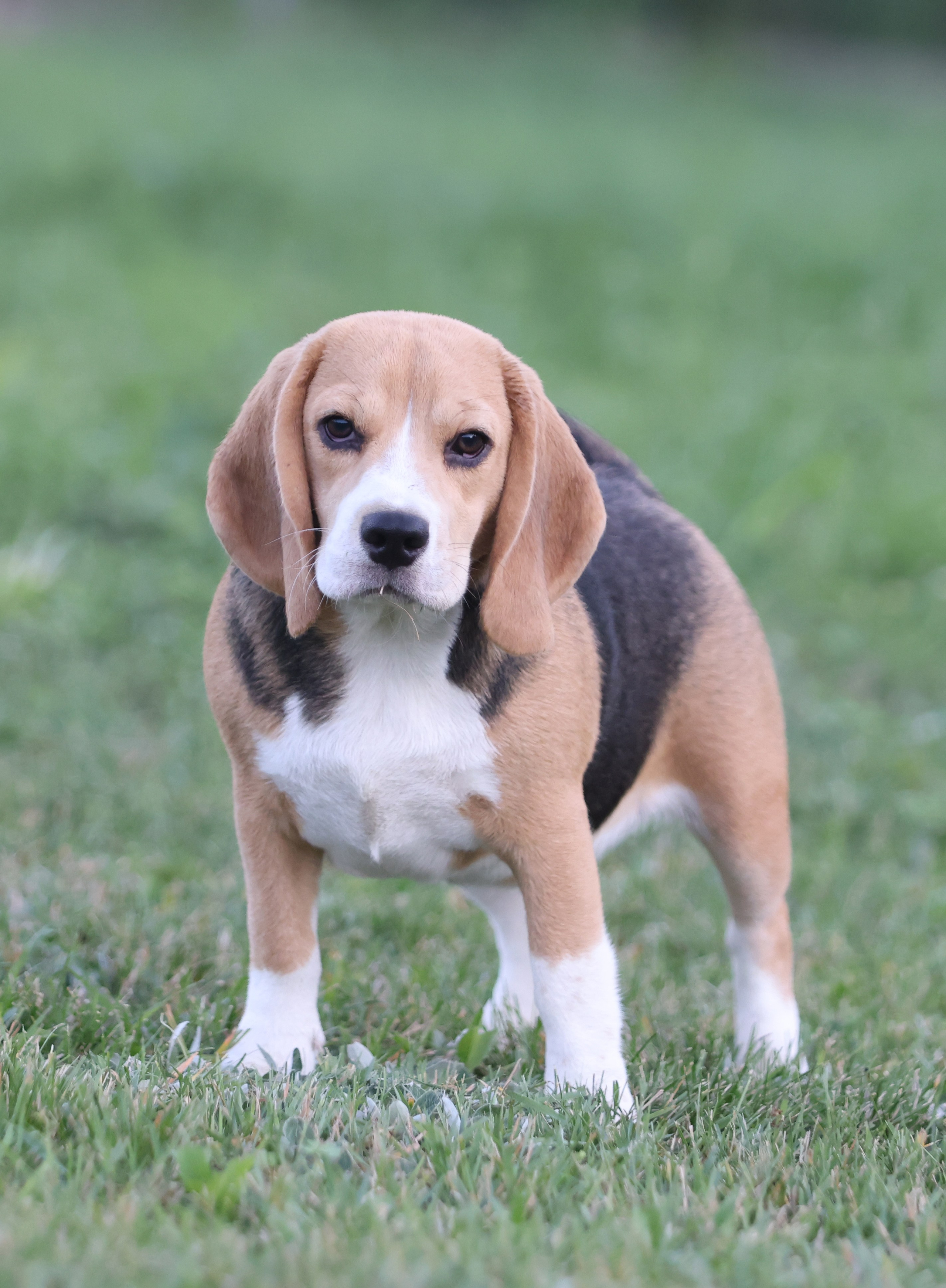 Фіона. Питомник биглей Selesta’s Dreams