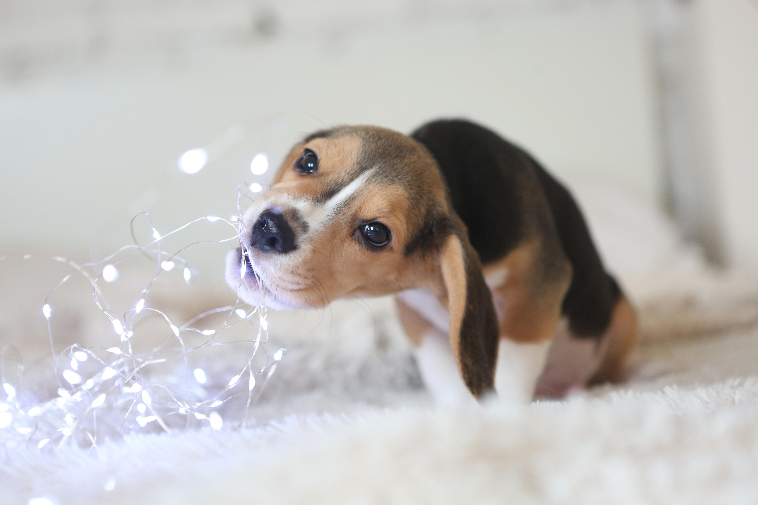 Krepish + Karamel. Питомник биглей Selesta’s Dreams