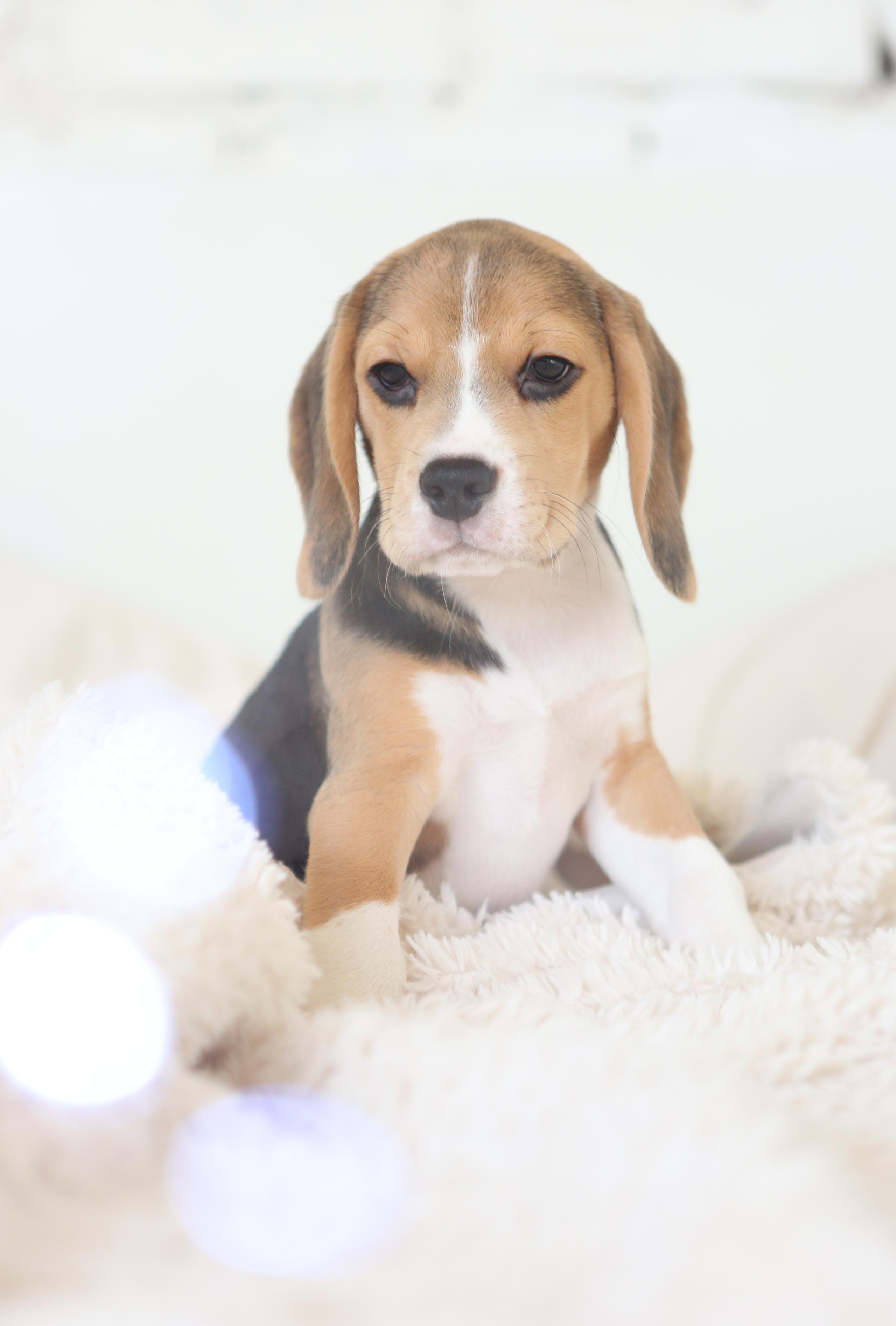 Єрик+Перік. Розплідник біглей в Україні