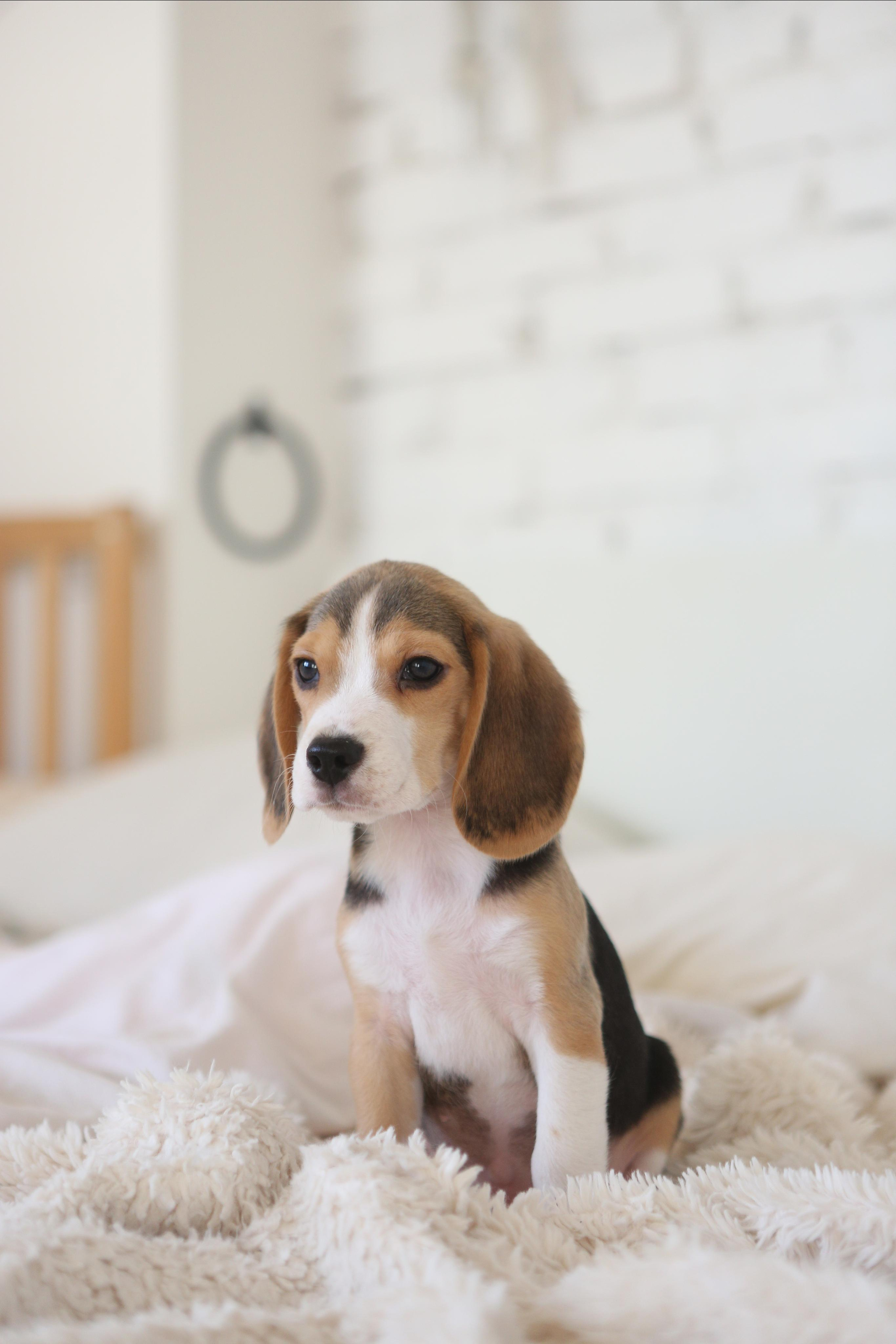 Krepish + Karamel. Питомник биглей Selesta’s Dreams