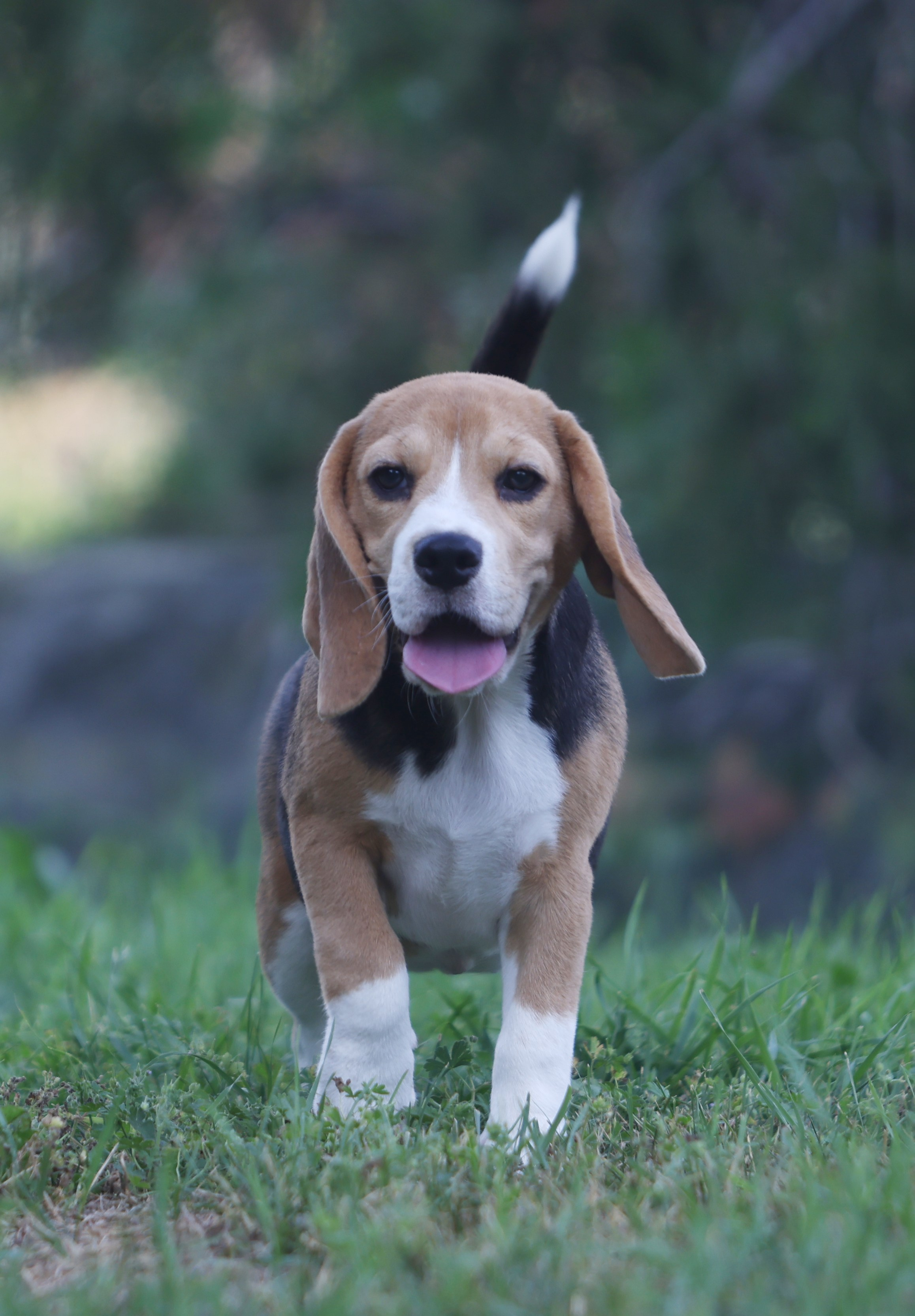 Фіона. Питомник биглей Selesta’s Dreams