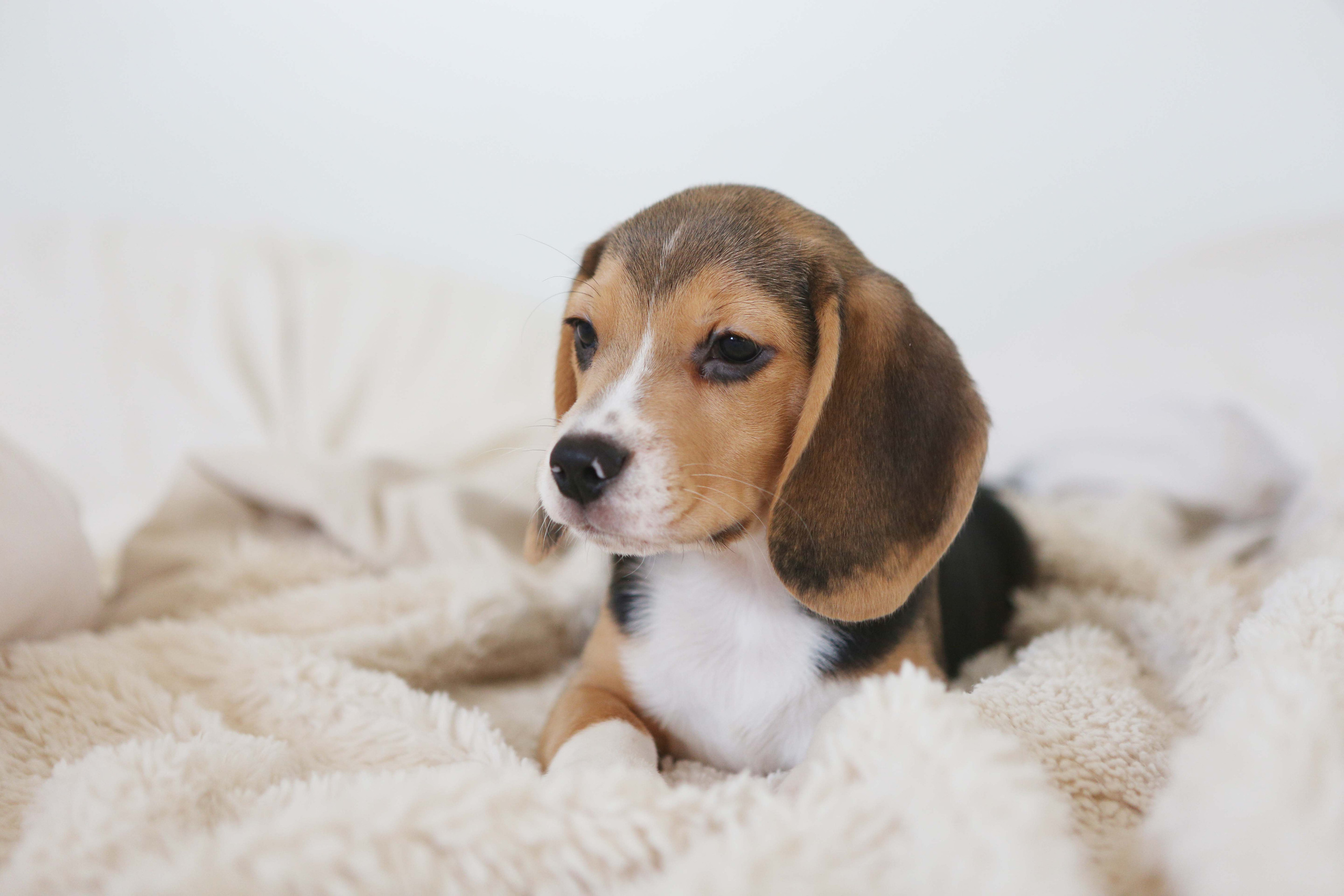 Єрик+Перік. Розплідник біглей в Україні