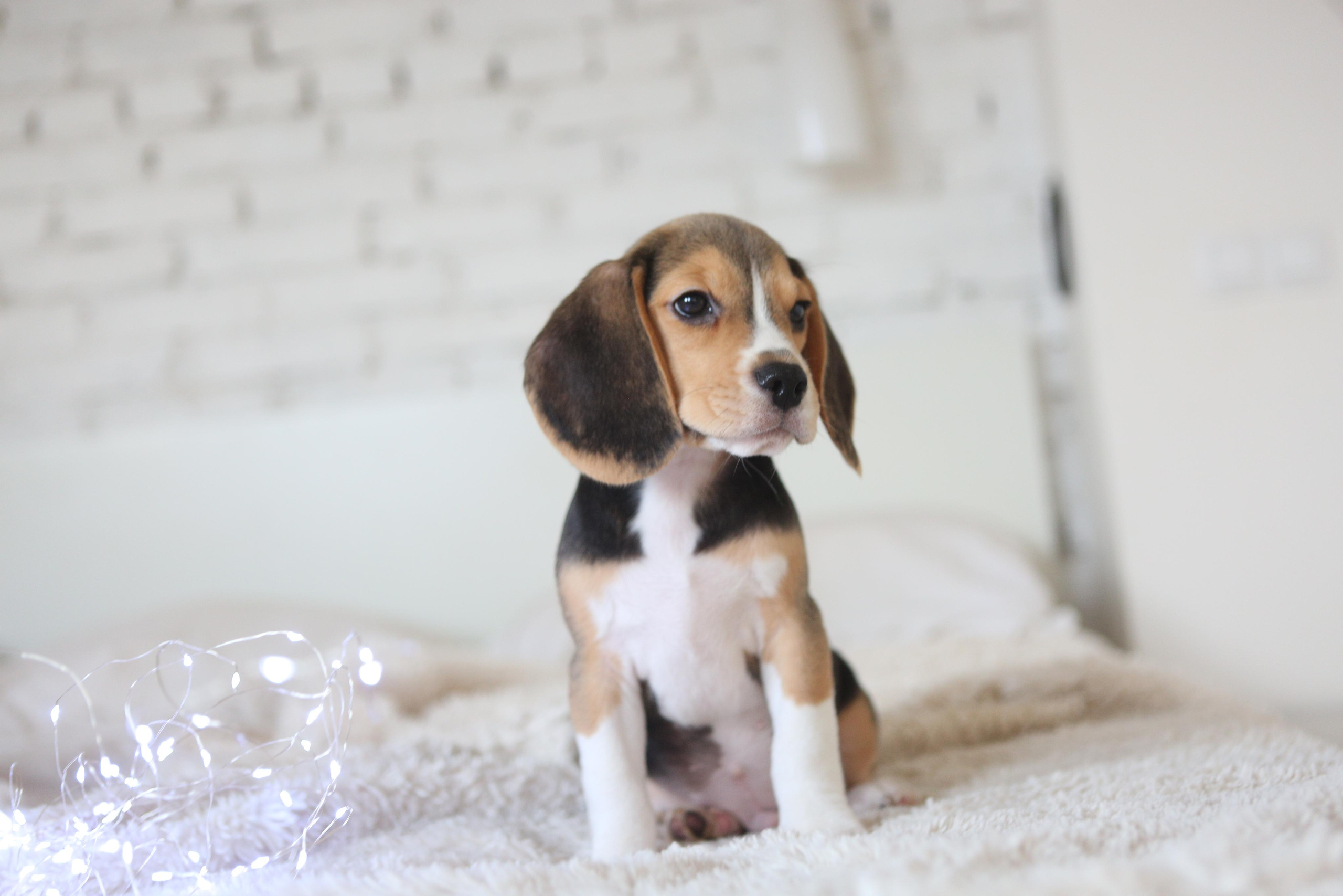 Krepish + Karamel. Питомник биглей Selesta’s Dreams