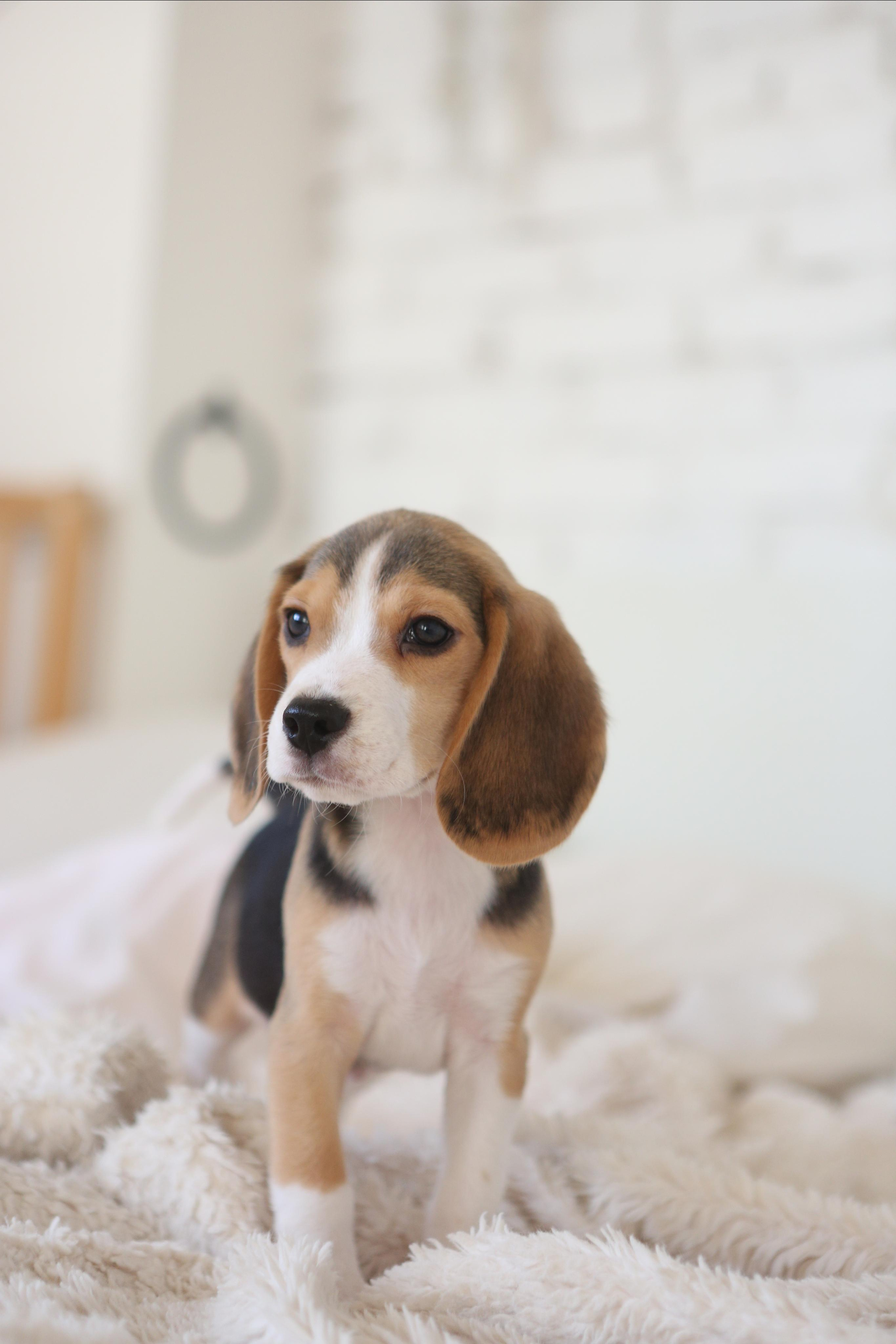 Krepish + Karamel. Питомник биглей Selesta’s Dreams