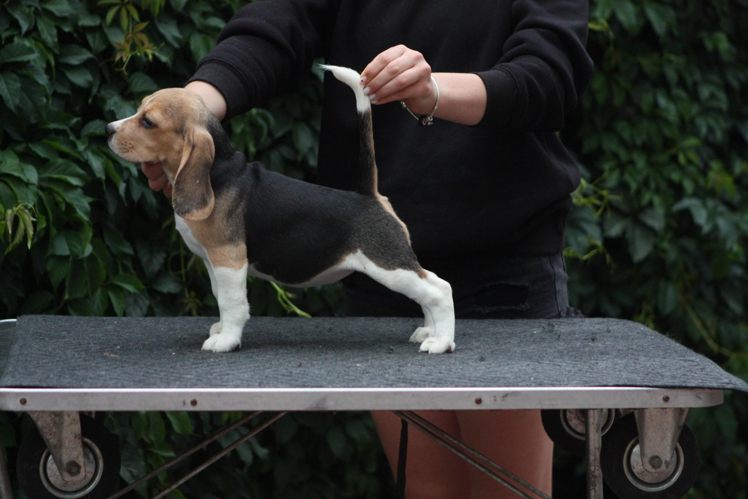 Саша і Ден. Розплідник біглей в Україні