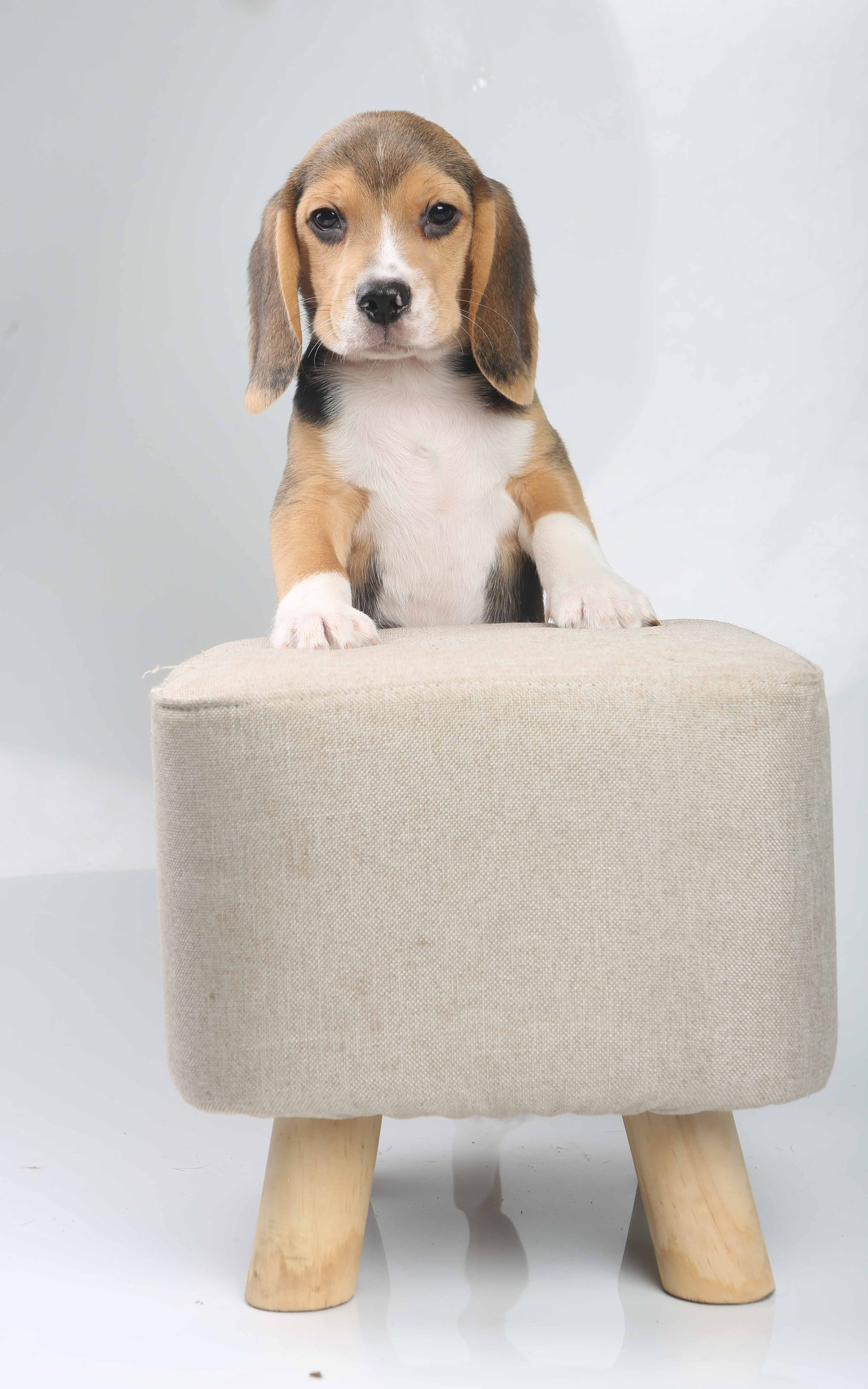 Єрик+Перік. Розплідник біглей в Україні