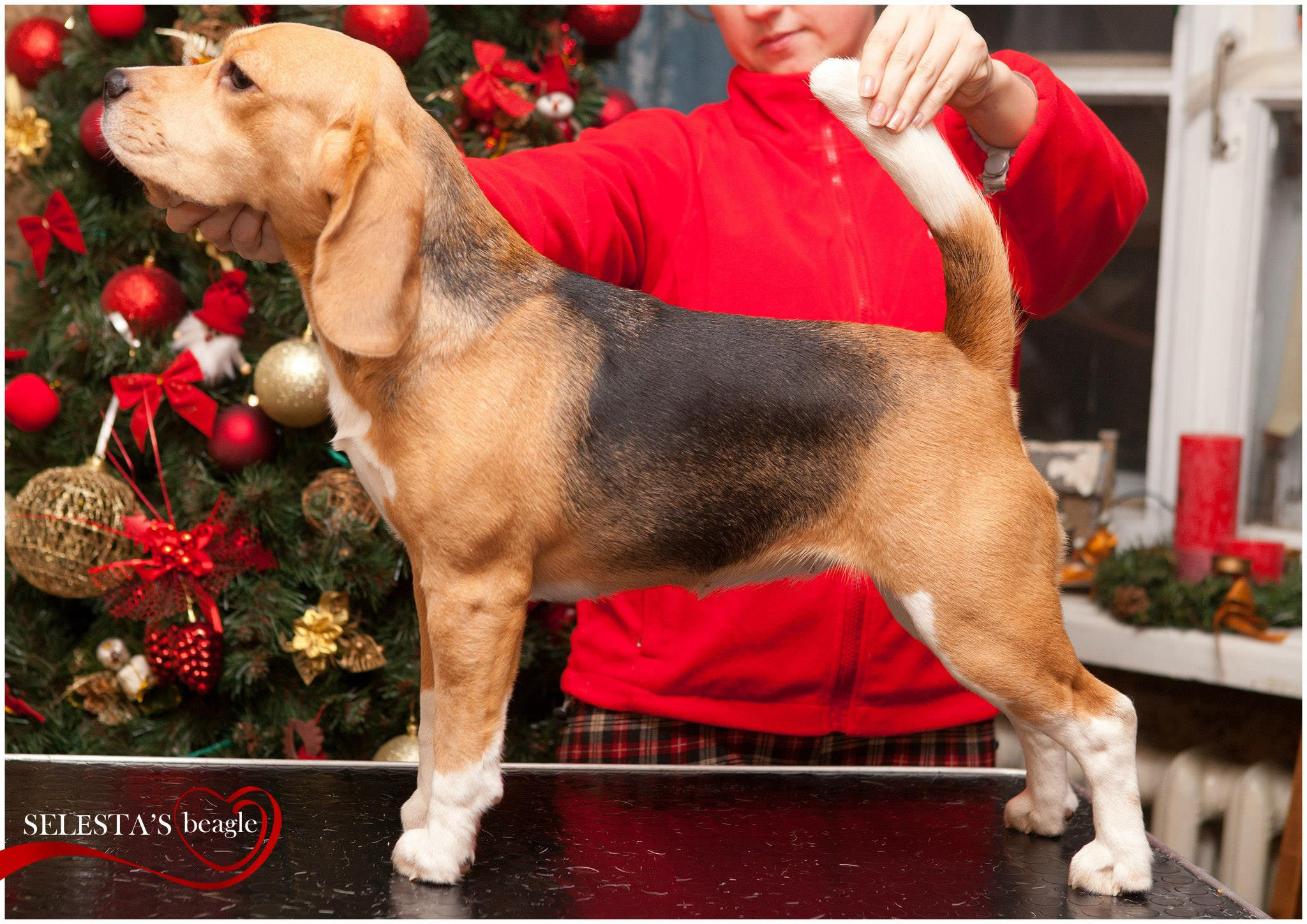 Тіна. Розплідник біглей в Україні