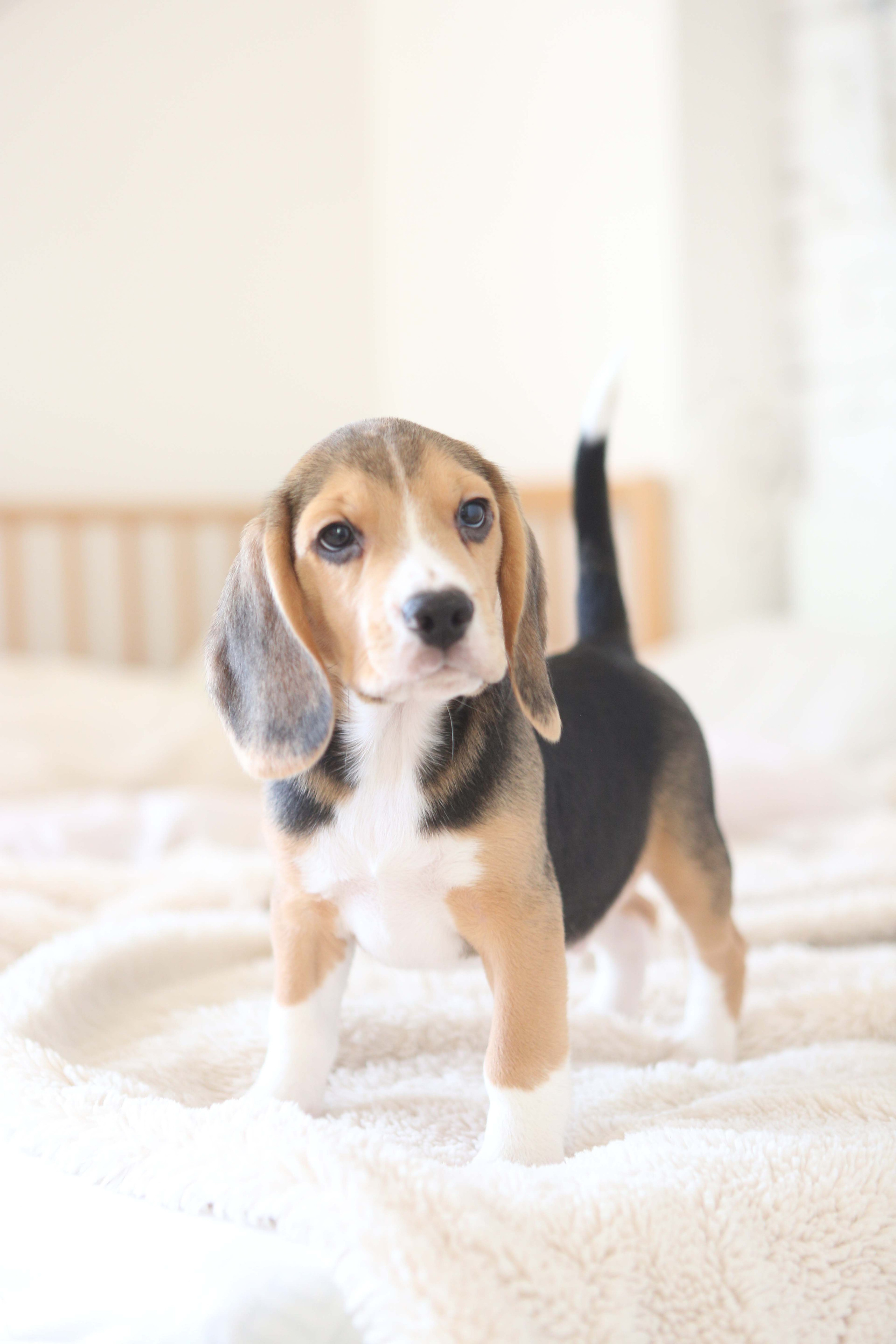 Єрик+Перік. Розплідник біглей в Україні