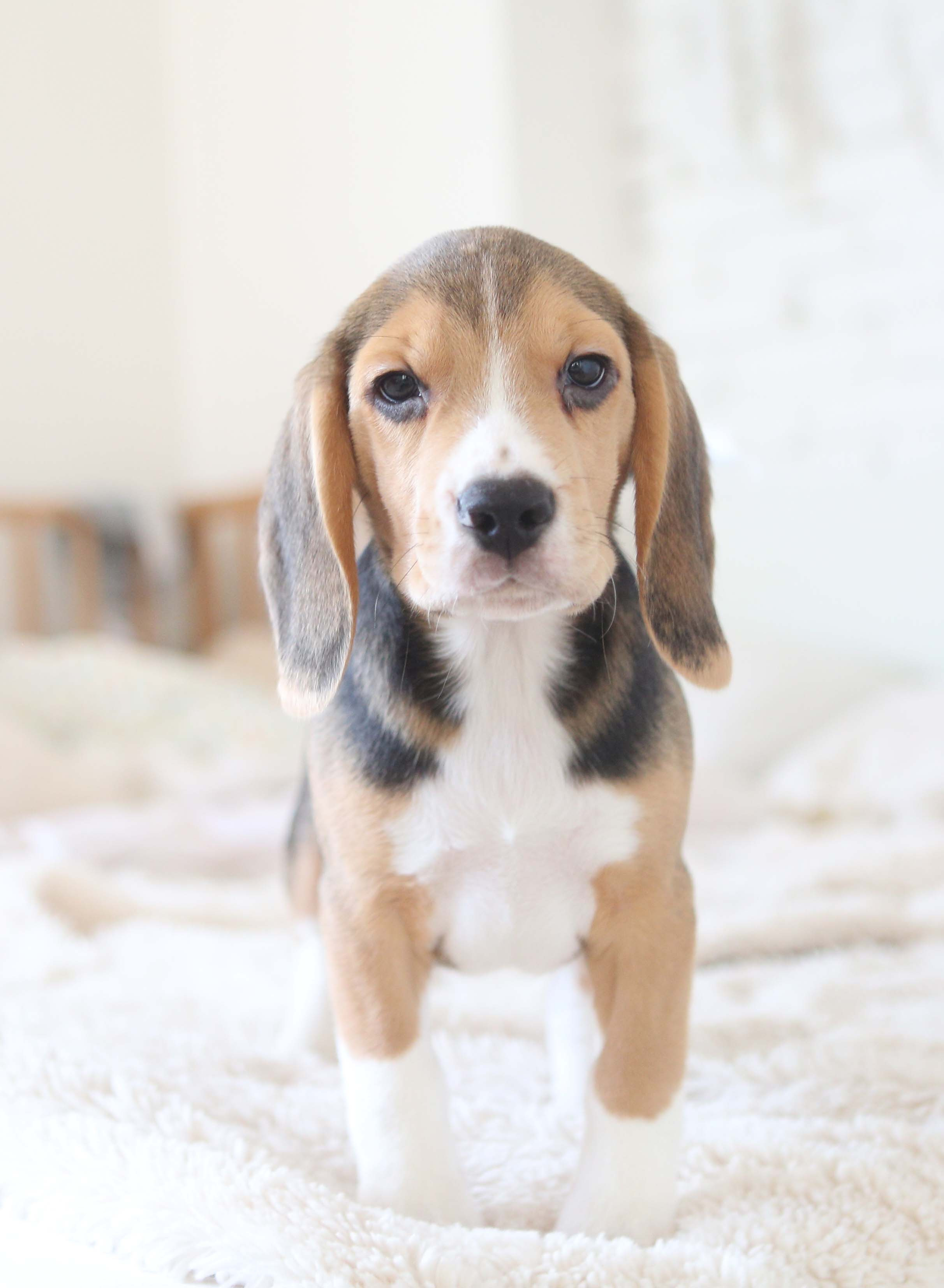 Єрик+Перік. Розплідник біглей в Україні