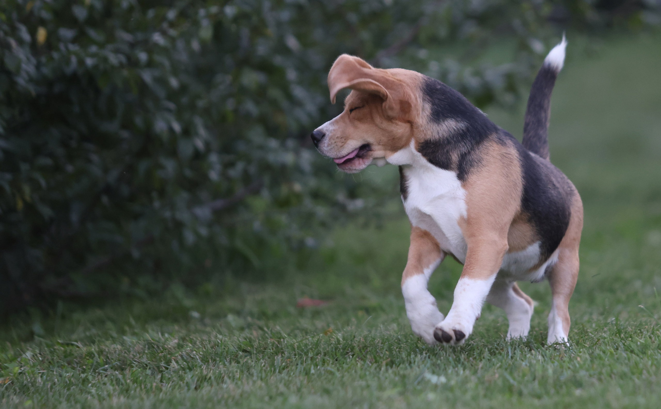 Фіона. Питомник биглей Selesta’s Dreams