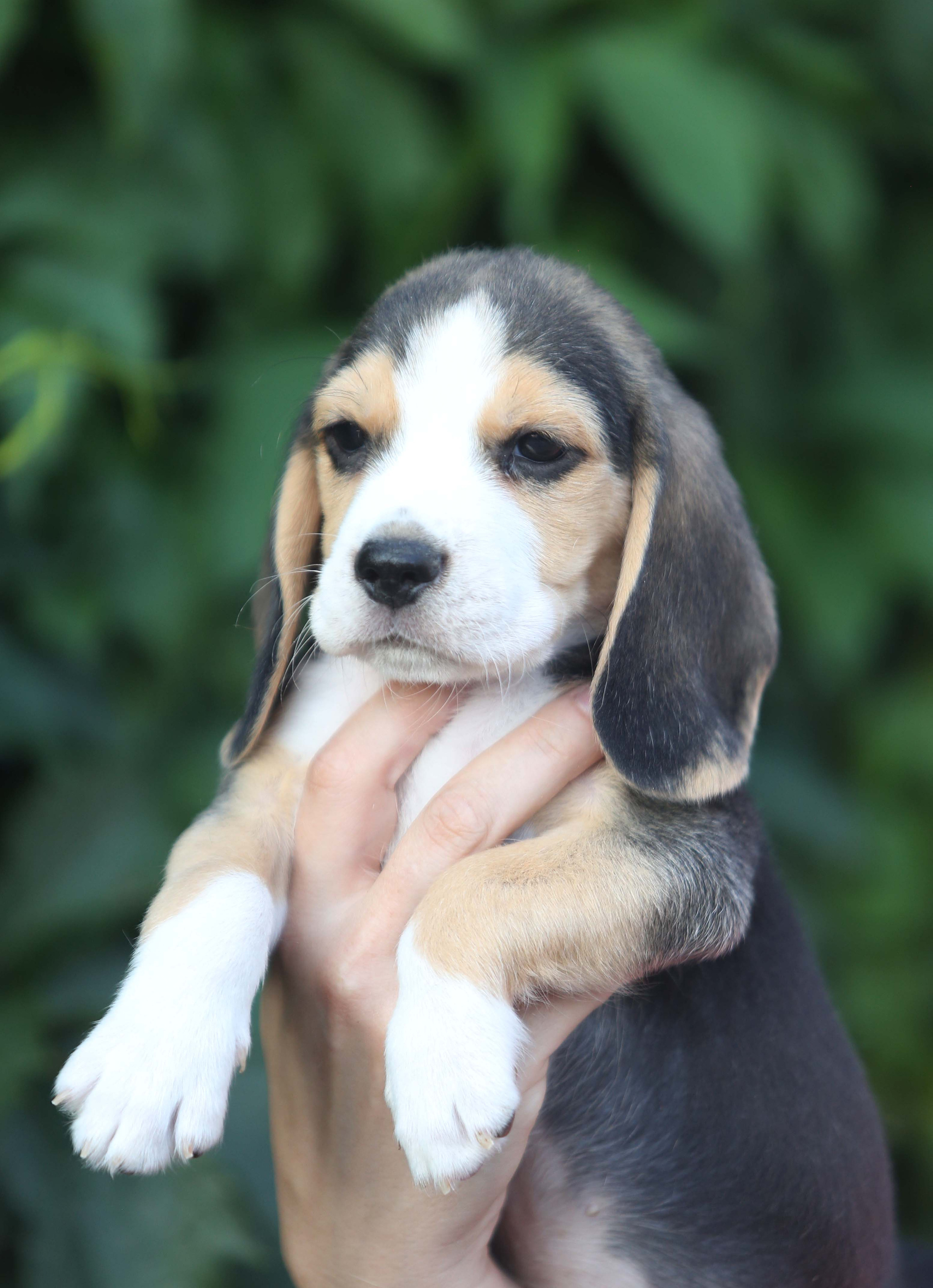Саша і Ден. Розплідник біглей в Україні