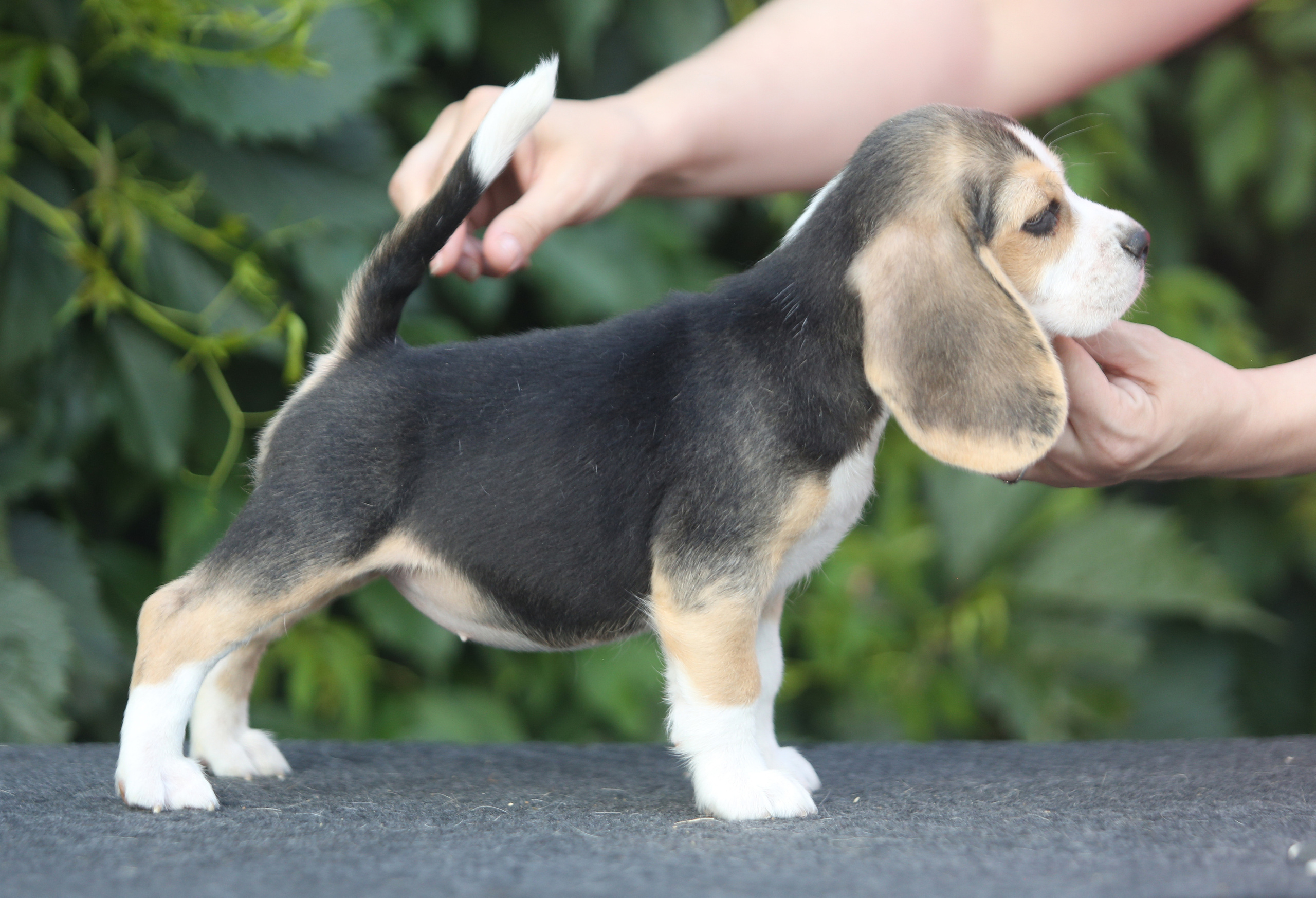 Саша і Ден. Розплідник біглей в Україні