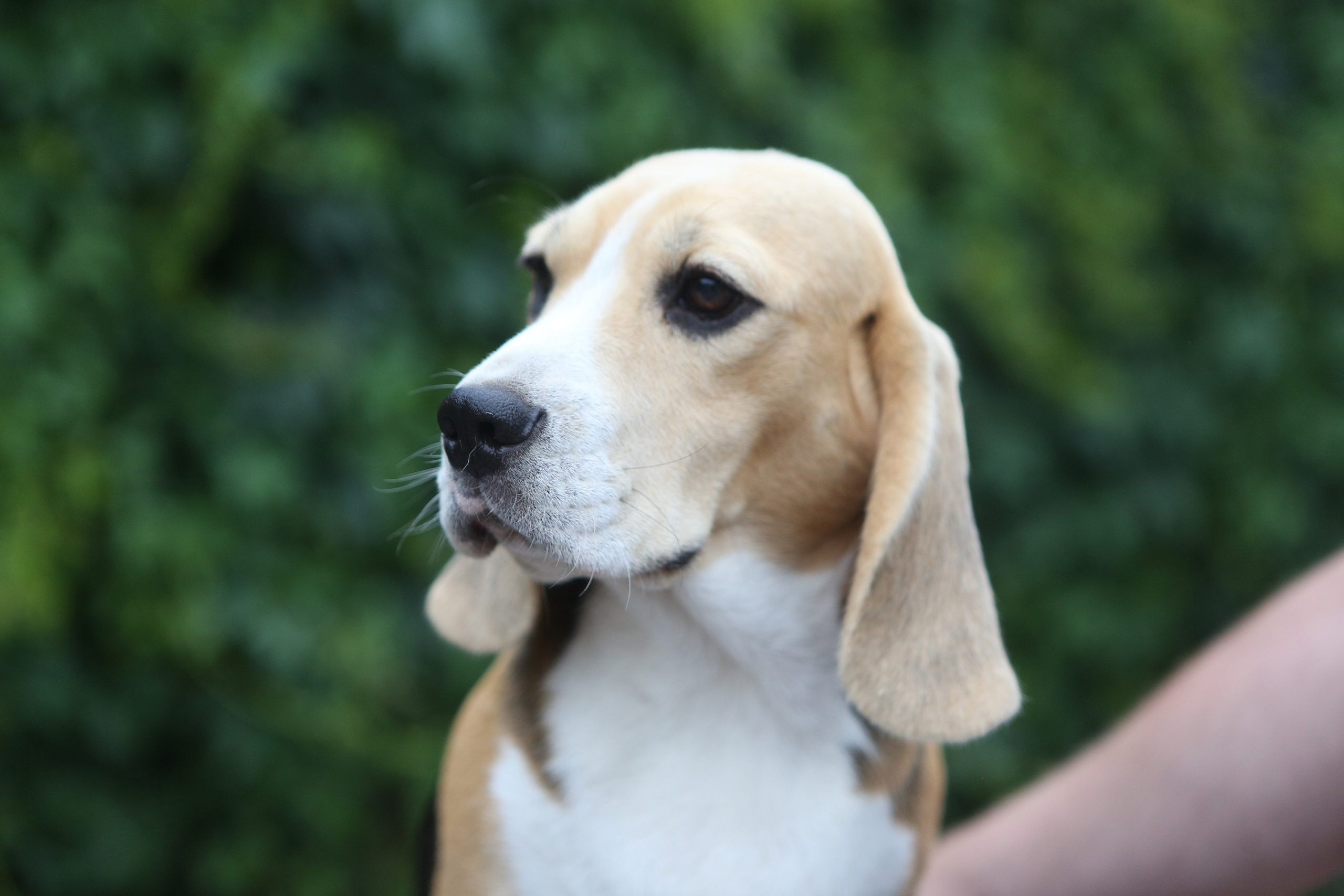 Шайн. Розплідник біглей в Україні