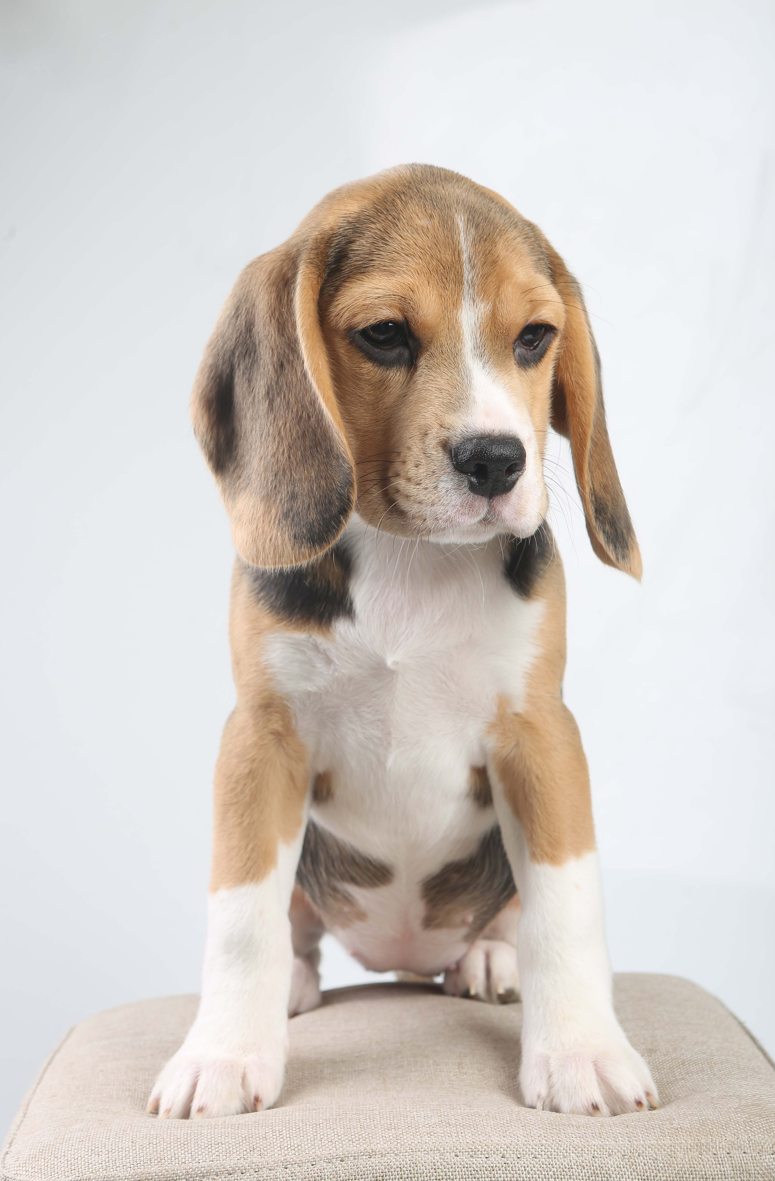 Єрик+Перік. Розплідник біглей в Україні