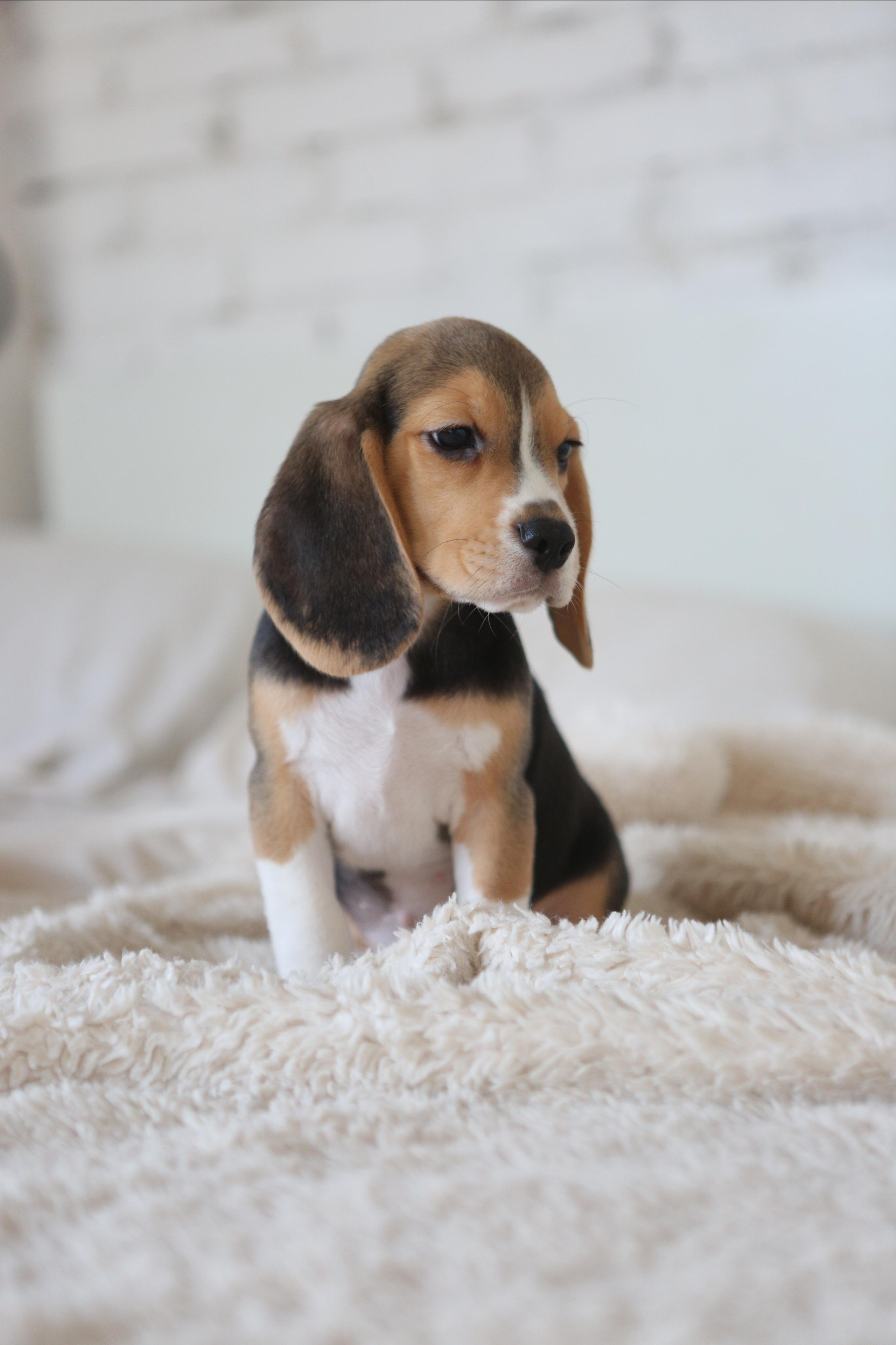 Krepish + Karamel. Питомник биглей Selesta’s Dreams