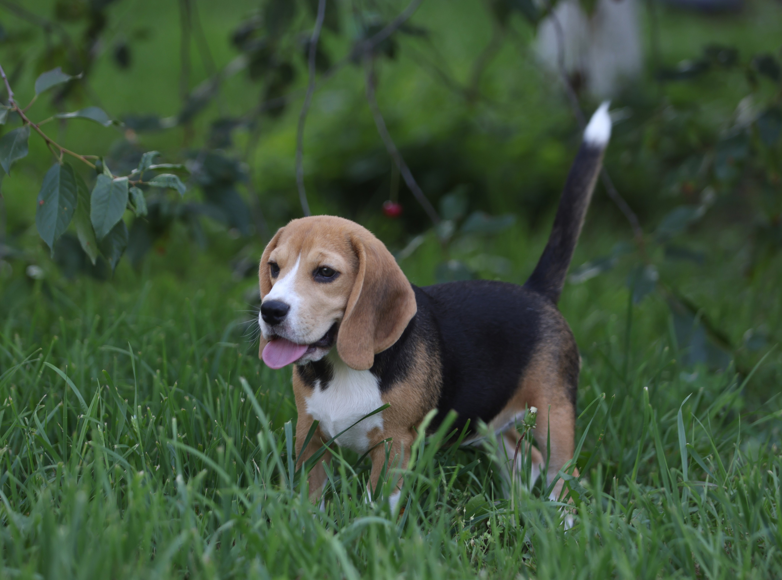 Фіона. Питомник биглей Selesta’s Dreams