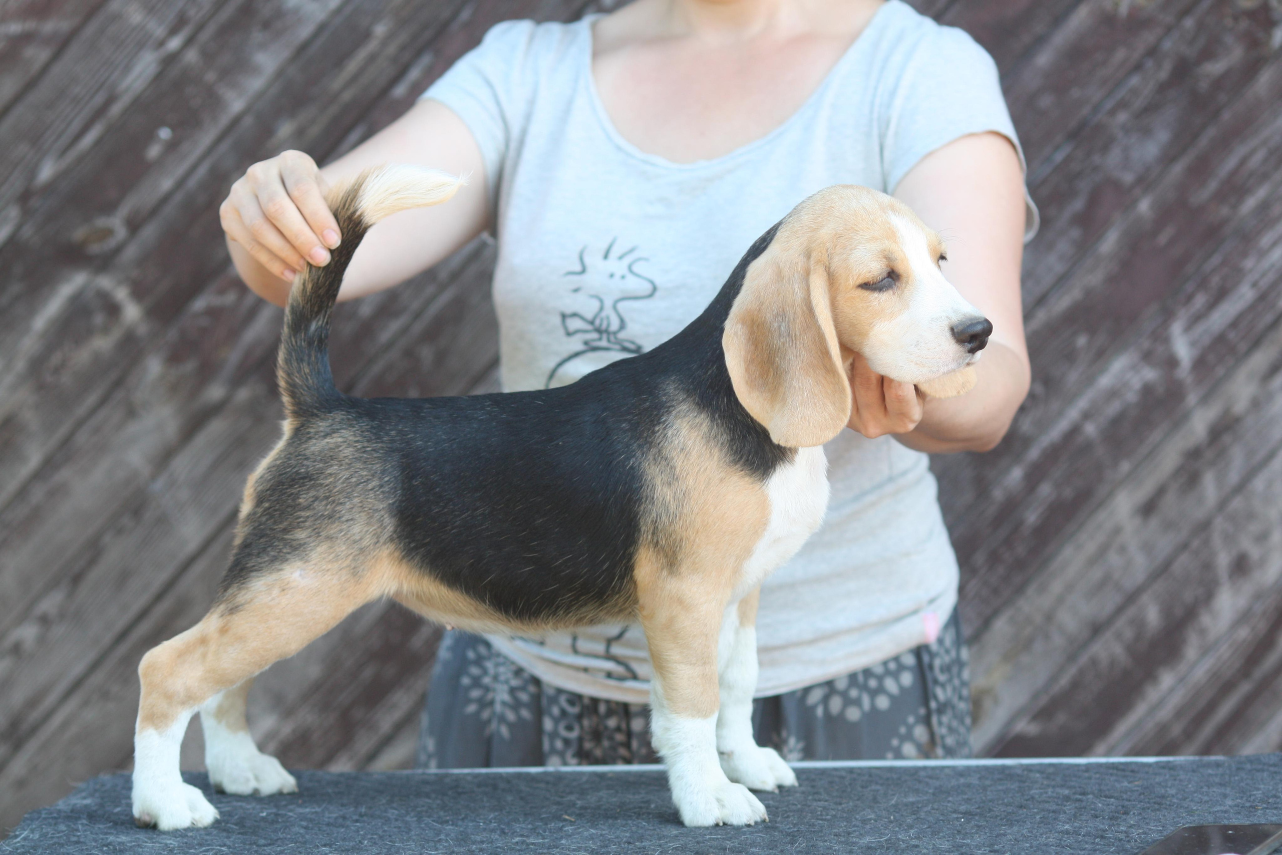 Саша і Ден. Розплідник біглей в Україні