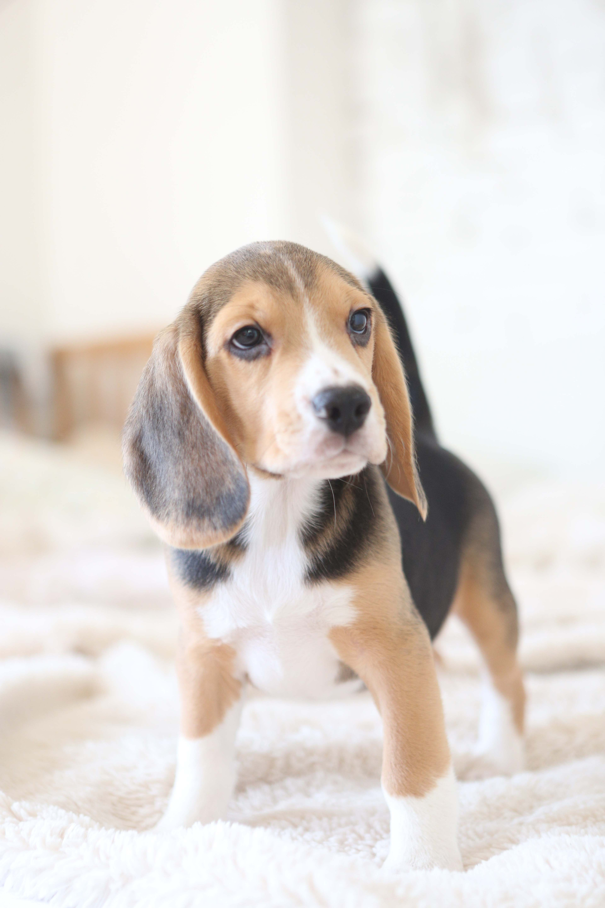 Єрик+Перік. Розплідник біглей в Україні