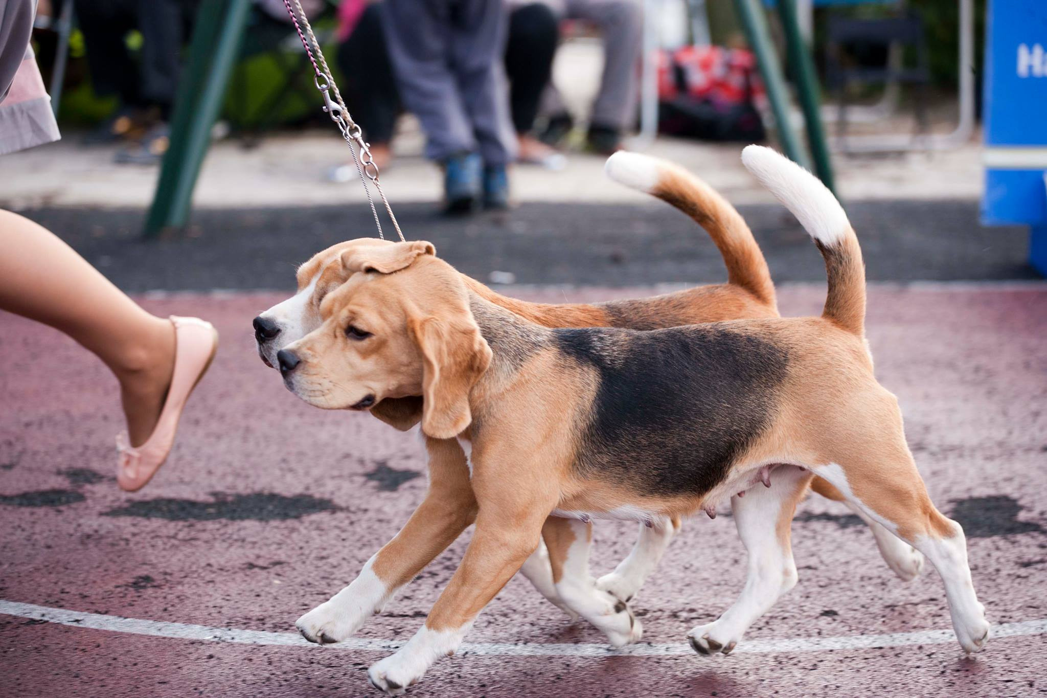 Тіна. Розплідник біглей в Україні
