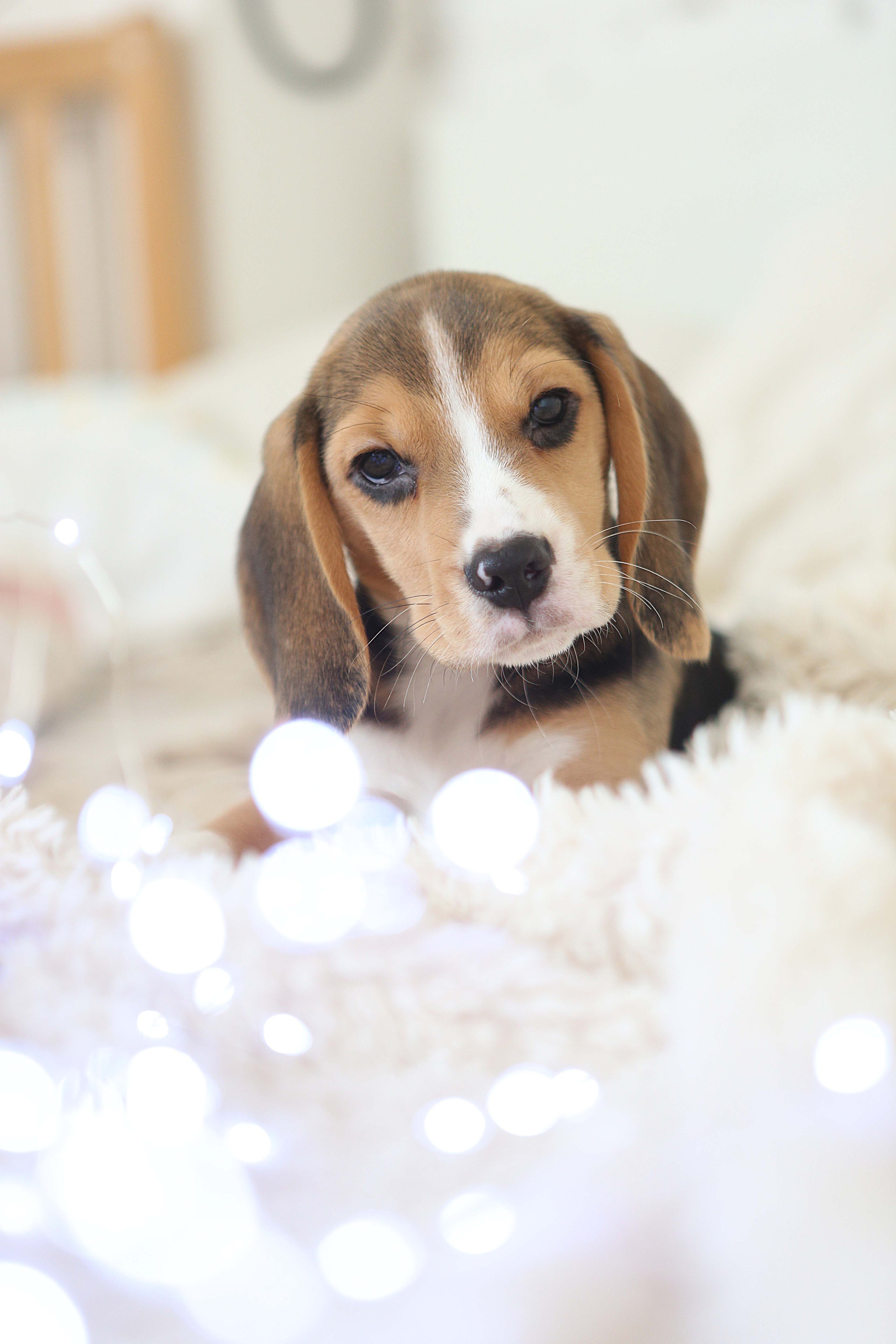 Єрик+Перік. Розплідник біглей в Україні