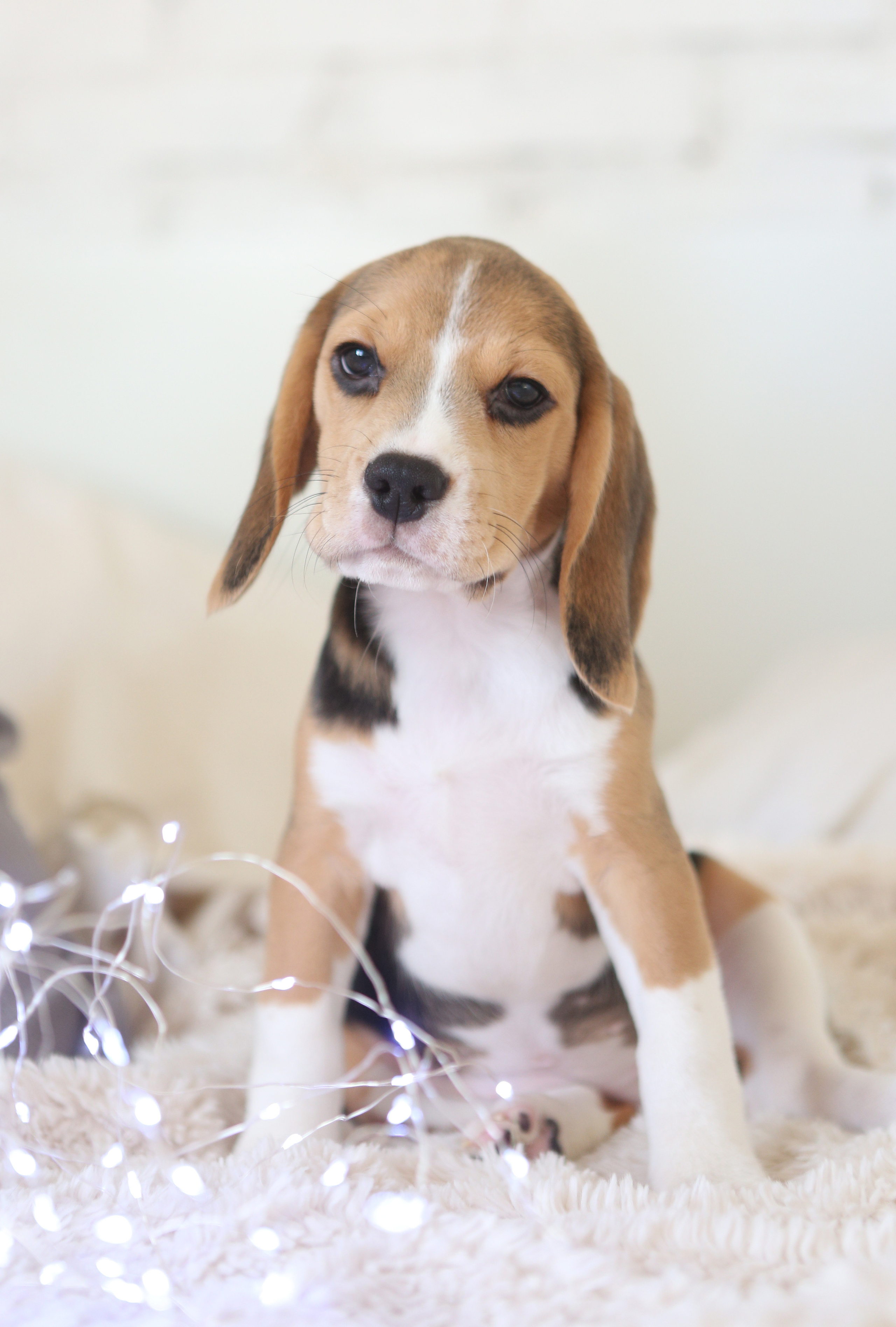 Єрик+Перік. Розплідник біглей в Україні