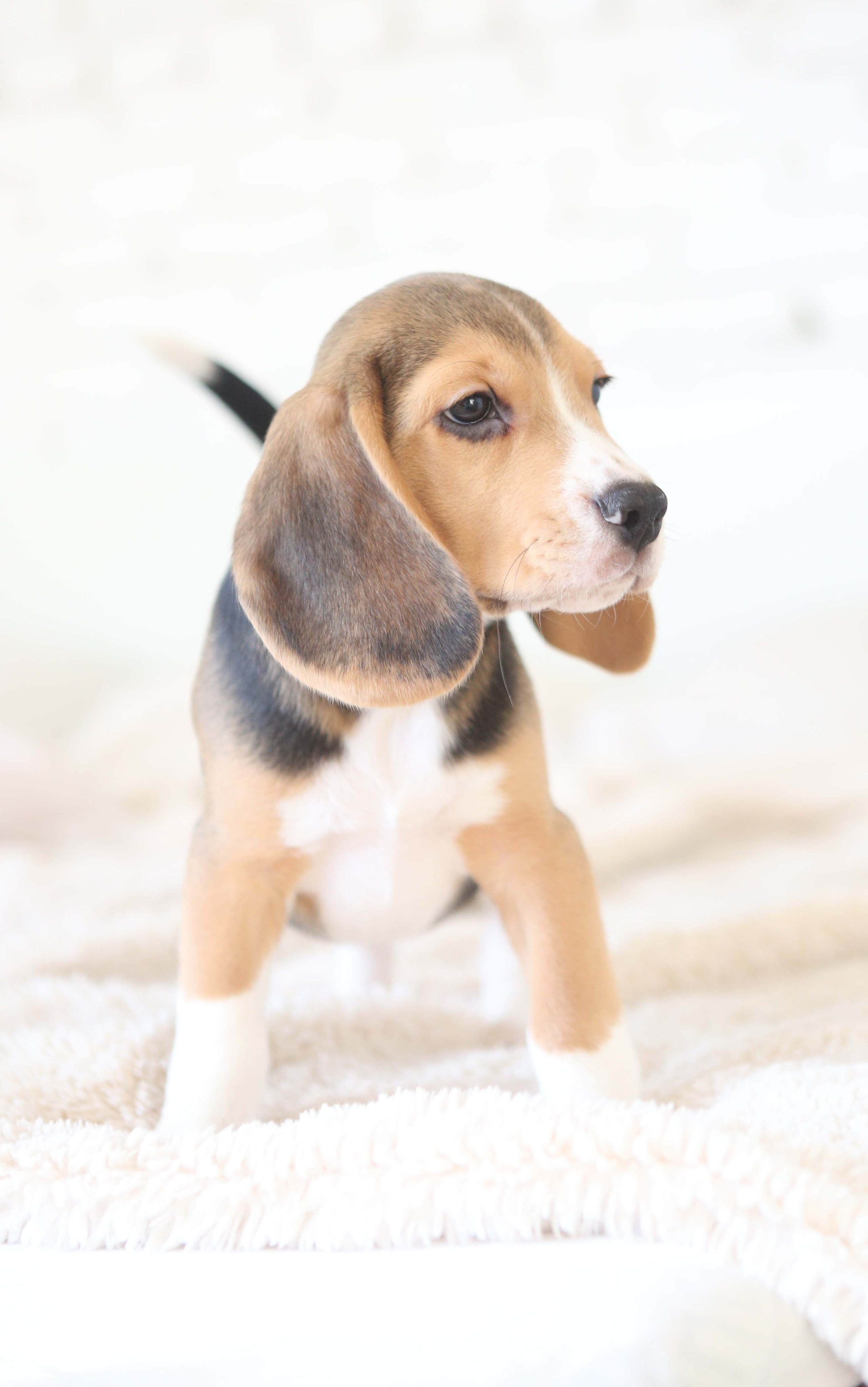 Єрик+Перік. Розплідник біглей в Україні