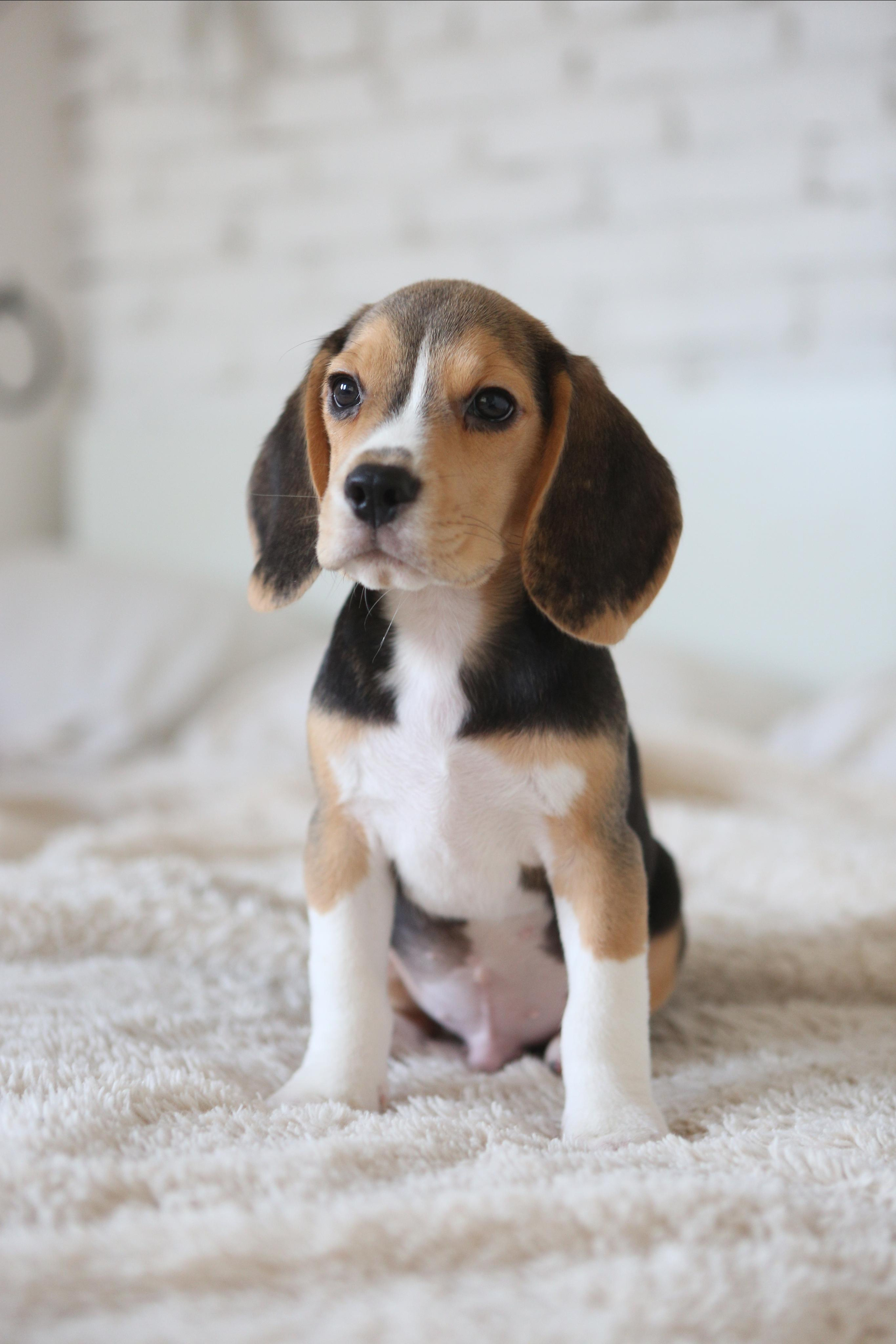 Krepish + Karamel. Питомник биглей Selesta’s Dreams