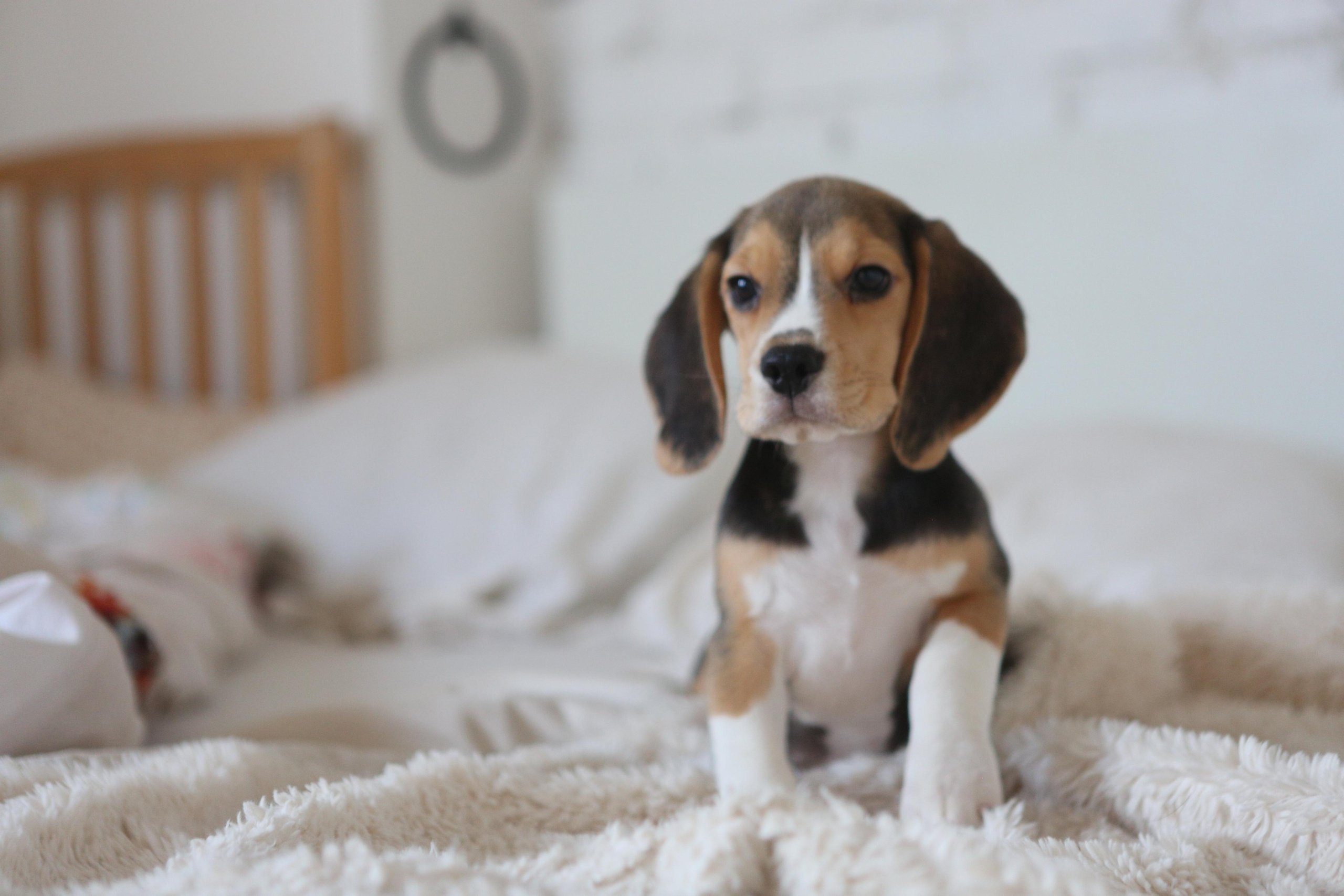 Krepish + Karamel. Питомник биглей Selesta’s Dreams