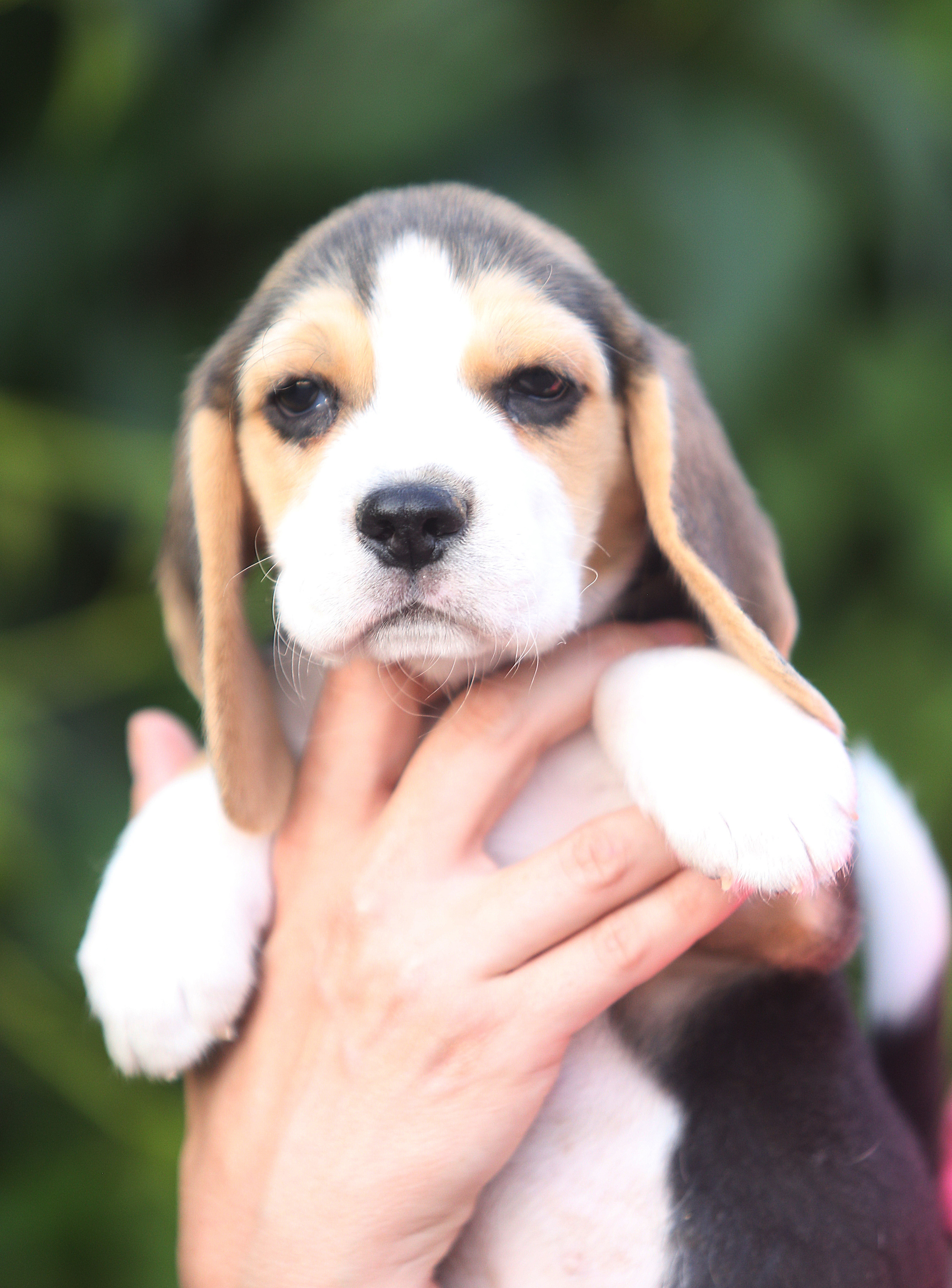 Саша і Ден. Розплідник біглей в Україні