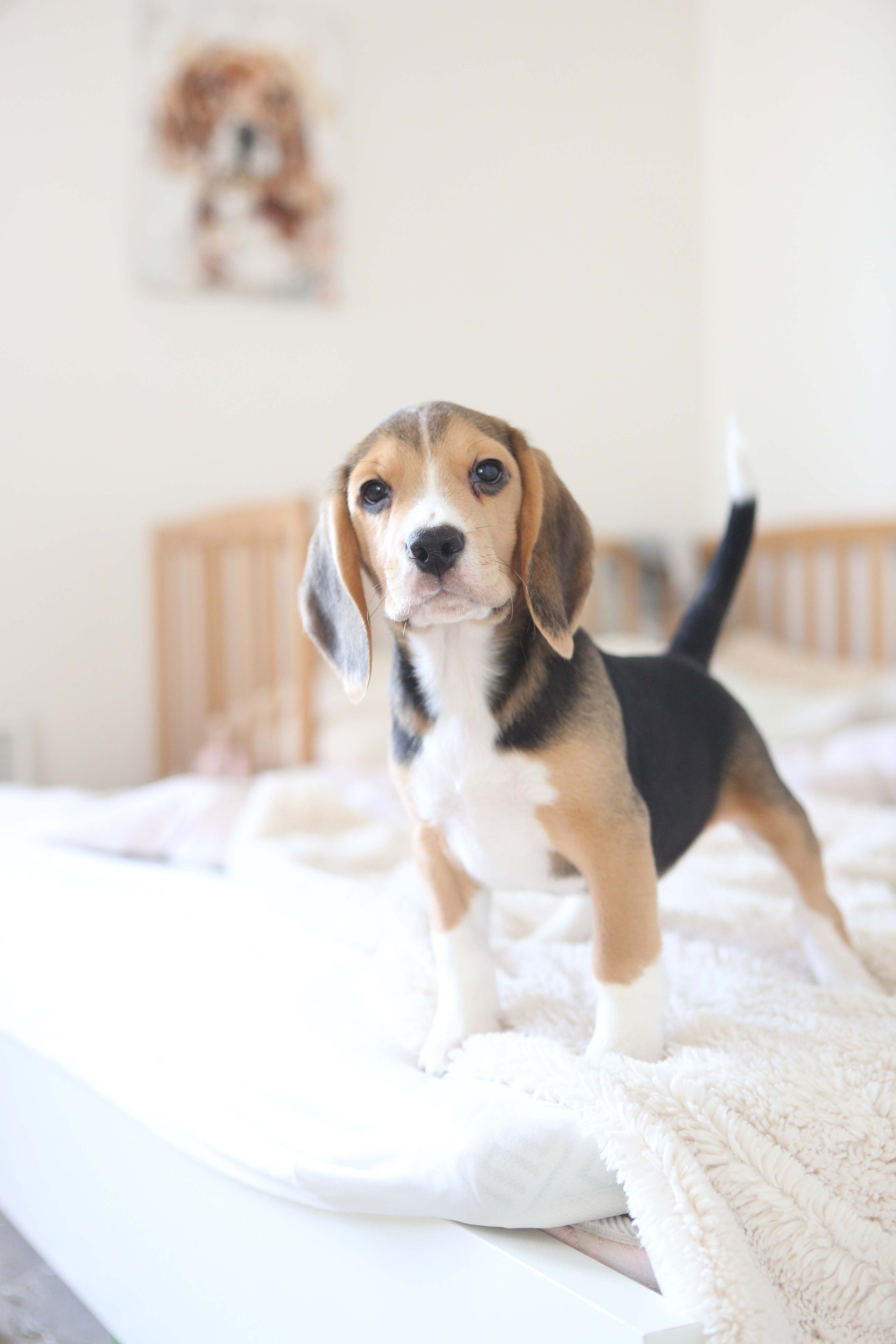 Єрик+Перік. Розплідник біглей в Україні