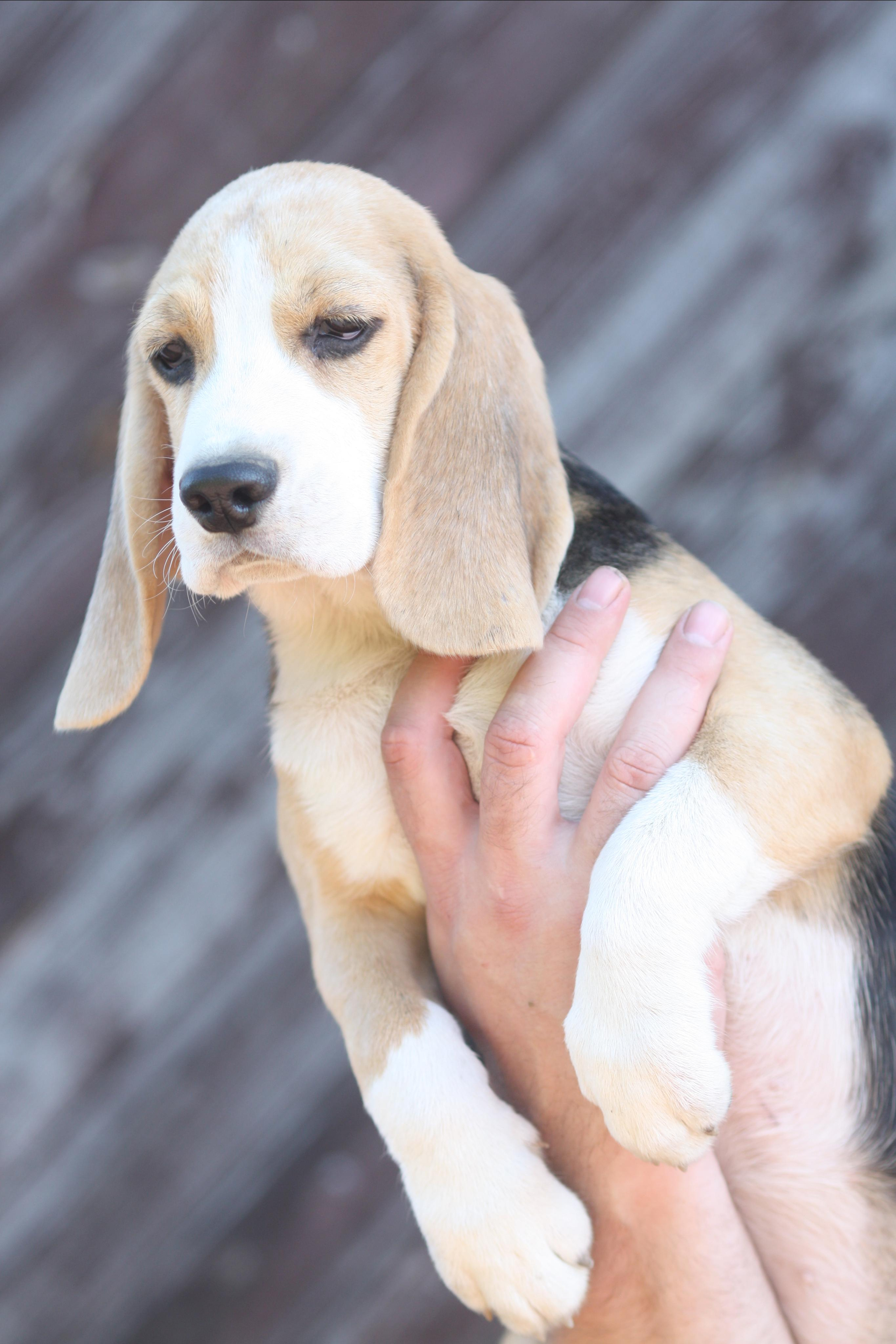 Саша і Ден. Розплідник біглей в Україні