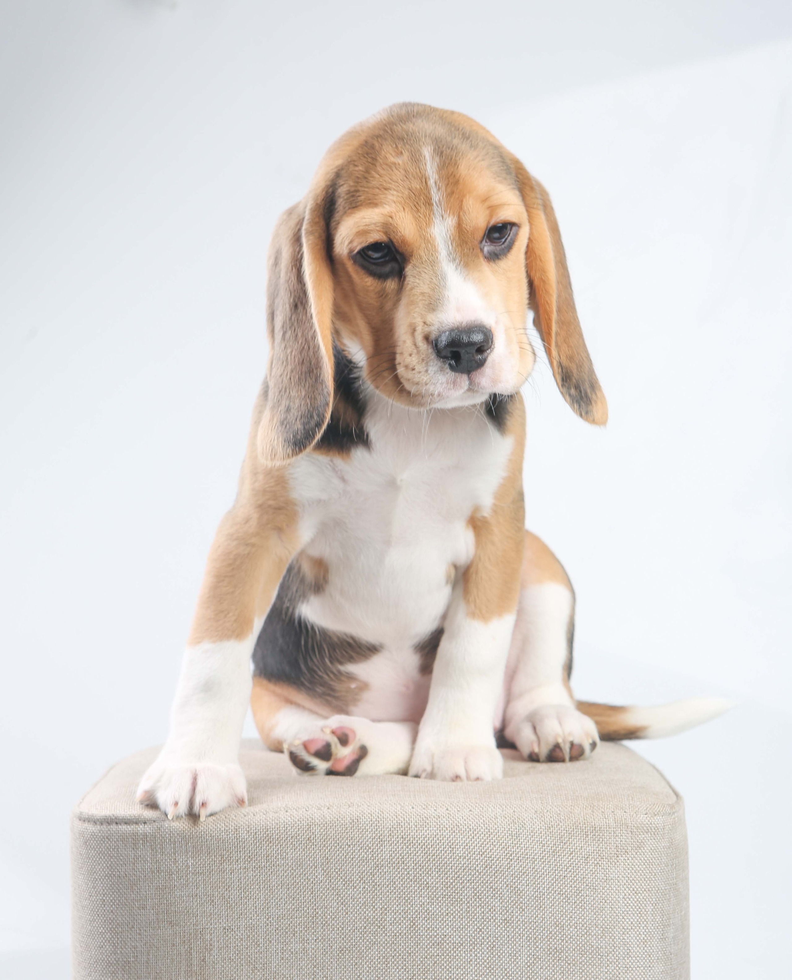 Єрик+Перік. Розплідник біглей в Україні