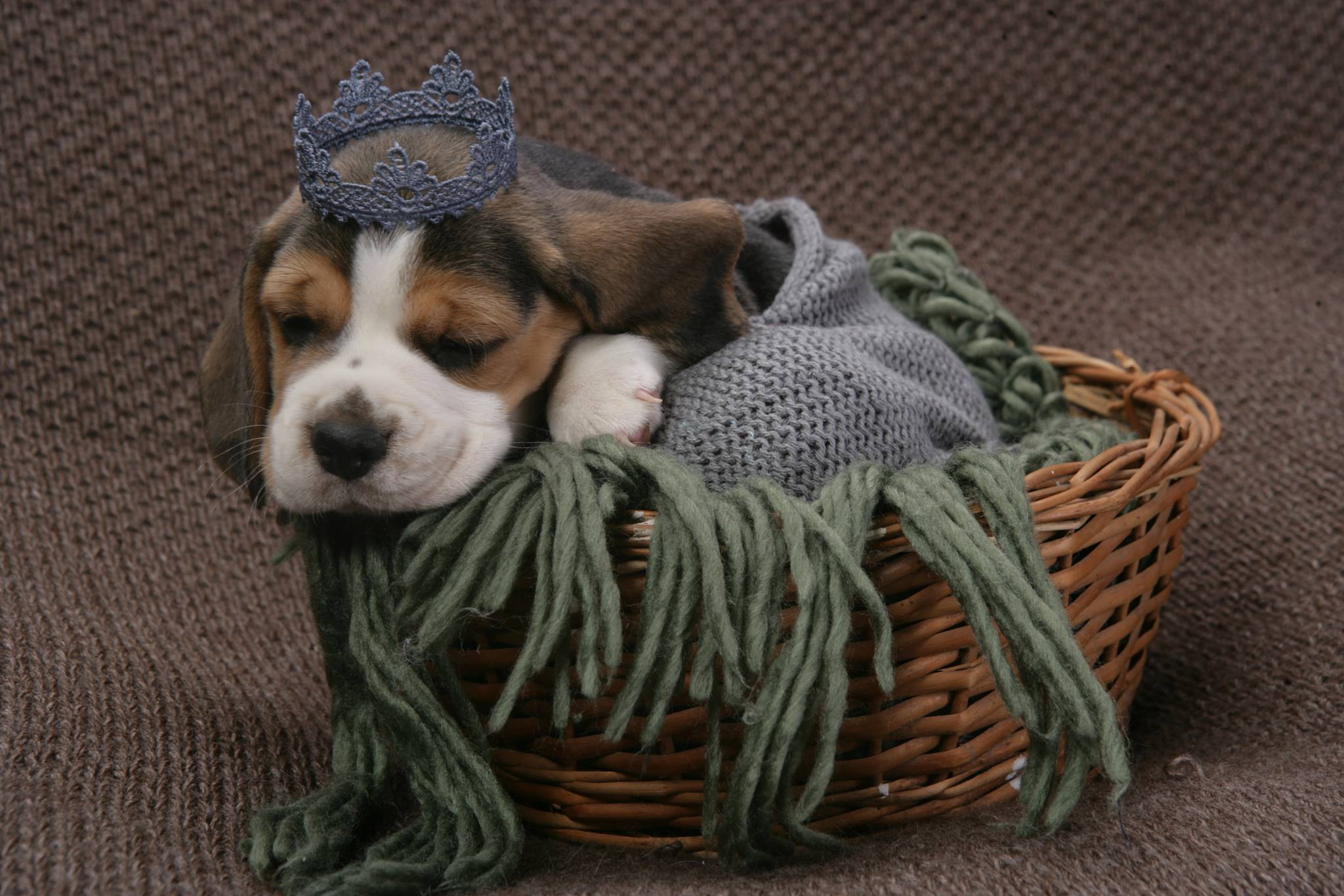 У якому віці краще забирати цуценя. Розплідник біглей в Україні