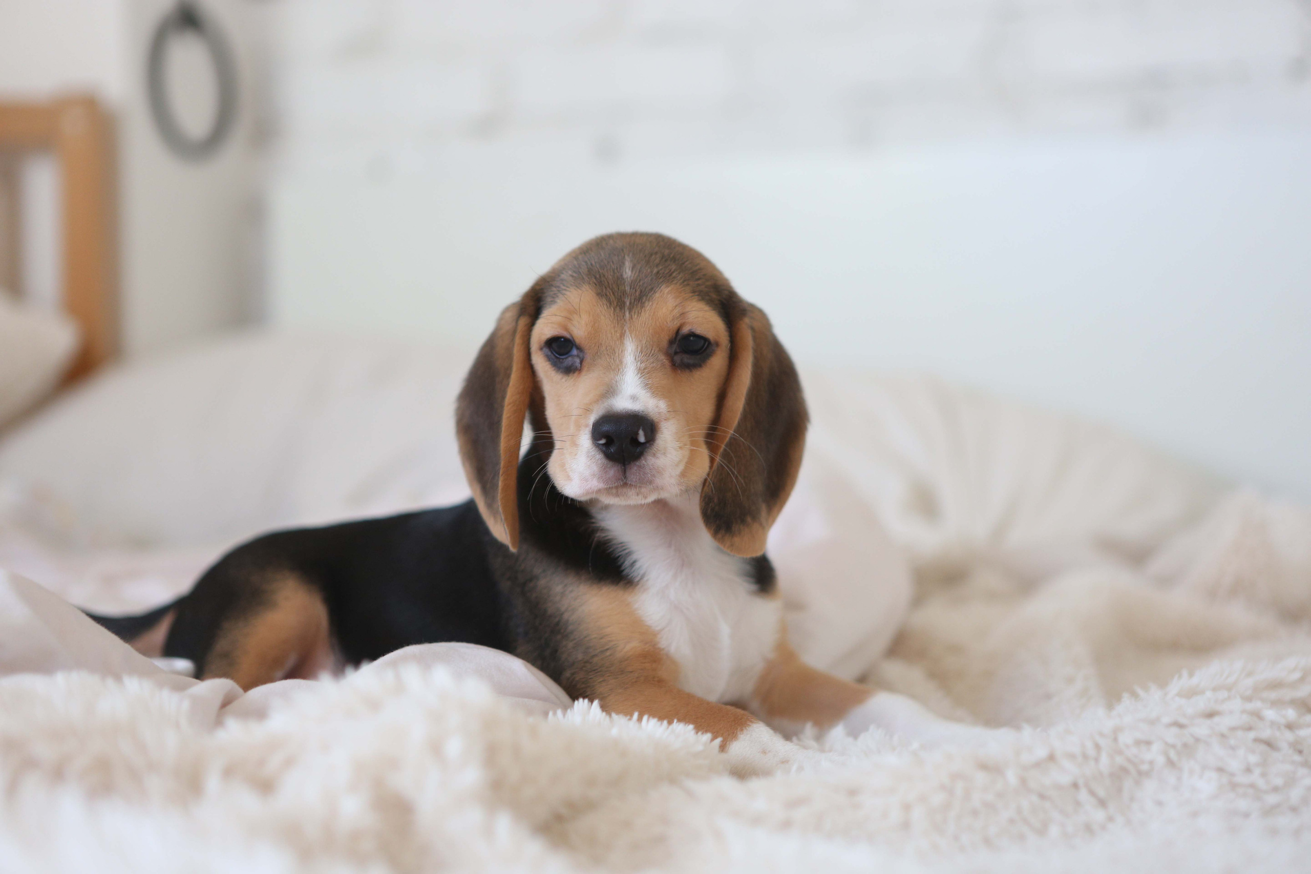 Єрик+Перік. Розплідник біглей в Україні