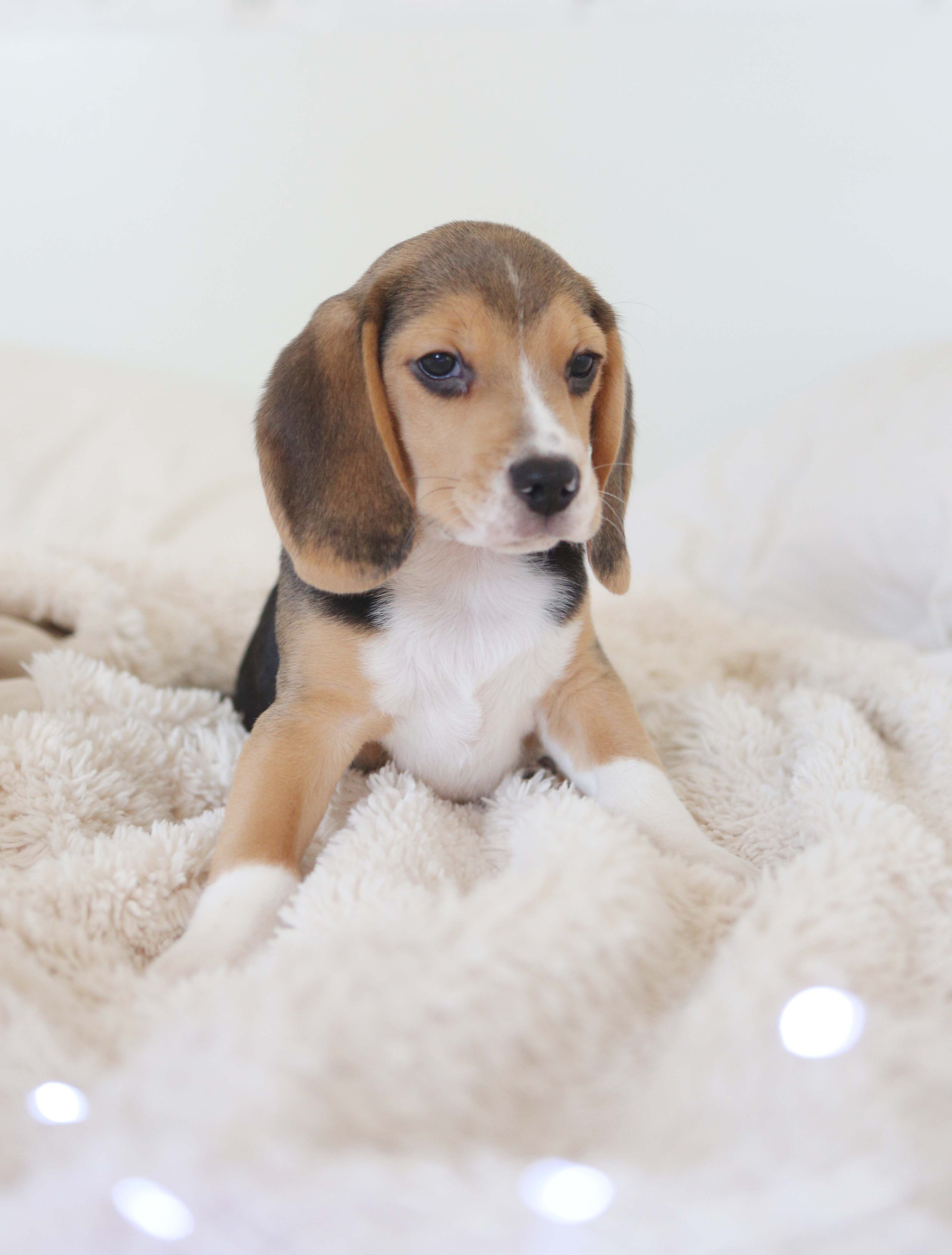 Єрик+Перік. Розплідник біглей в Україні