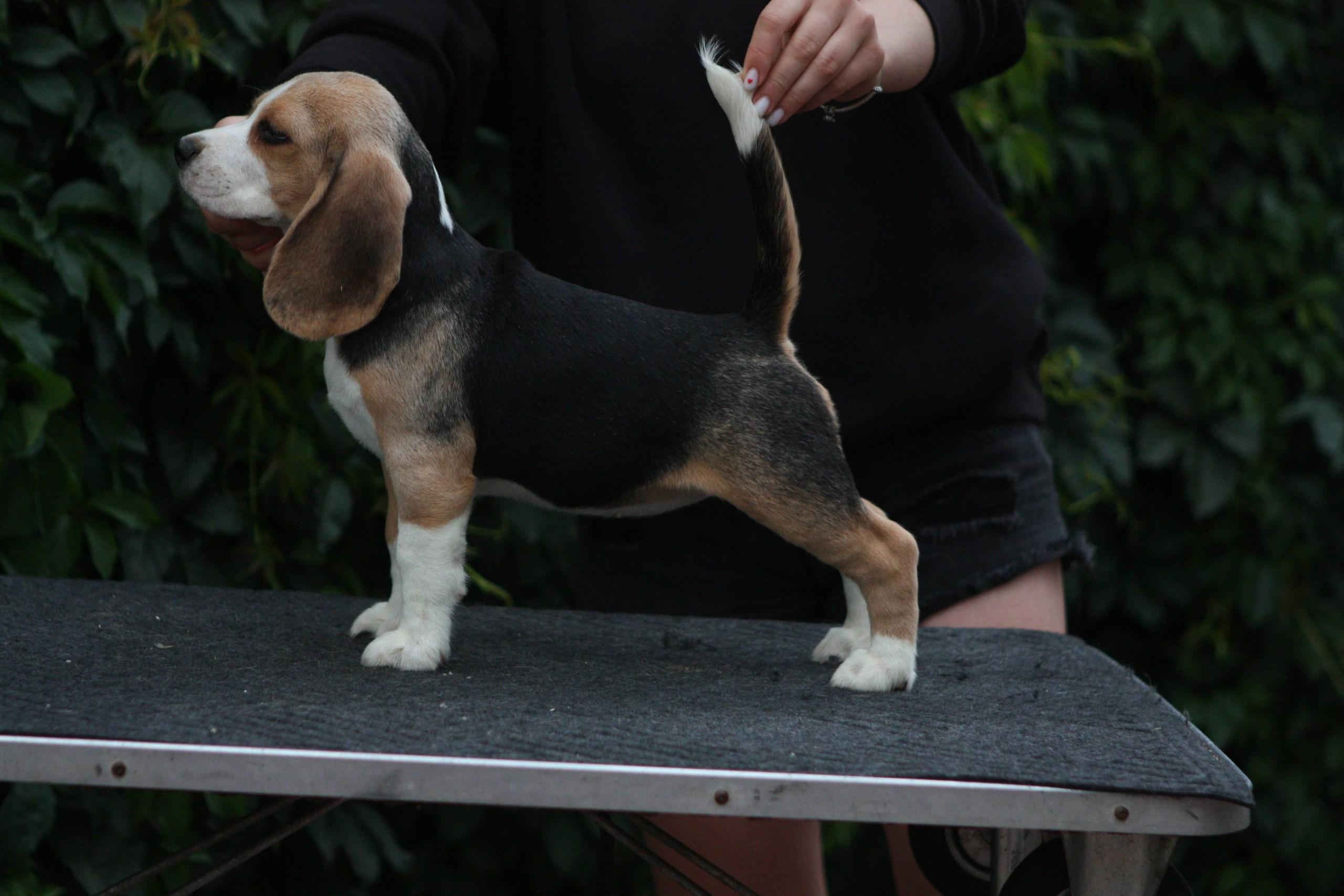 Саша і Ден. Розплідник біглей в Україні