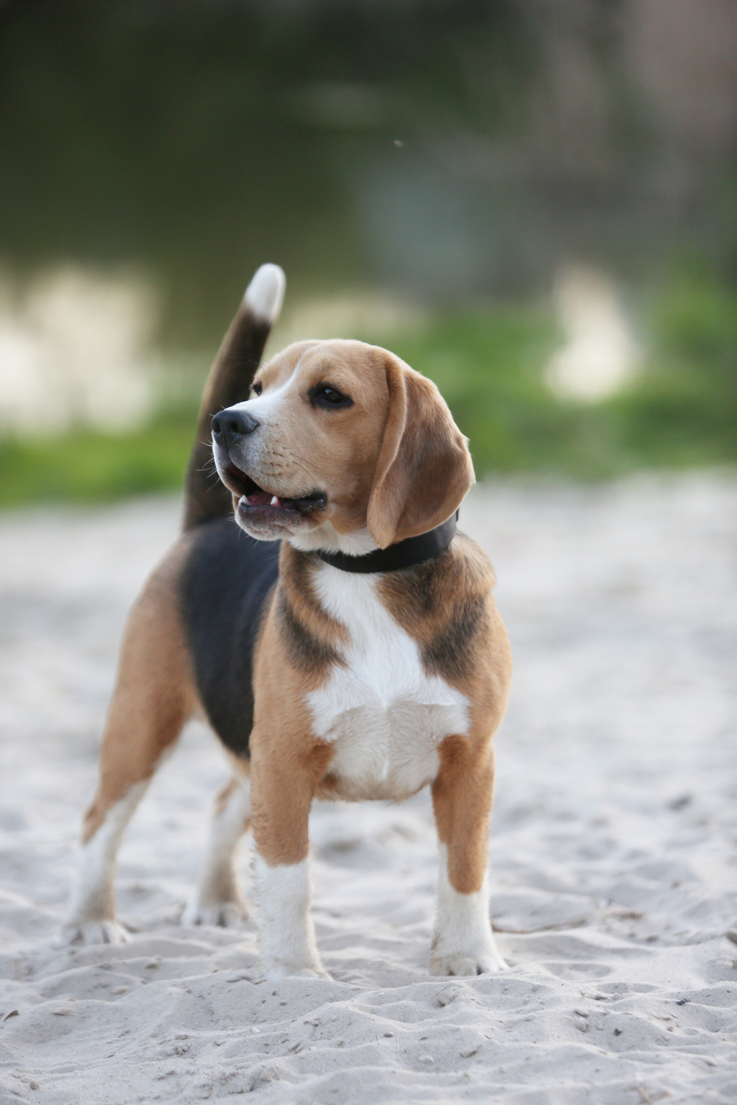 Джони. Питомник биглей Selesta’s Dreams