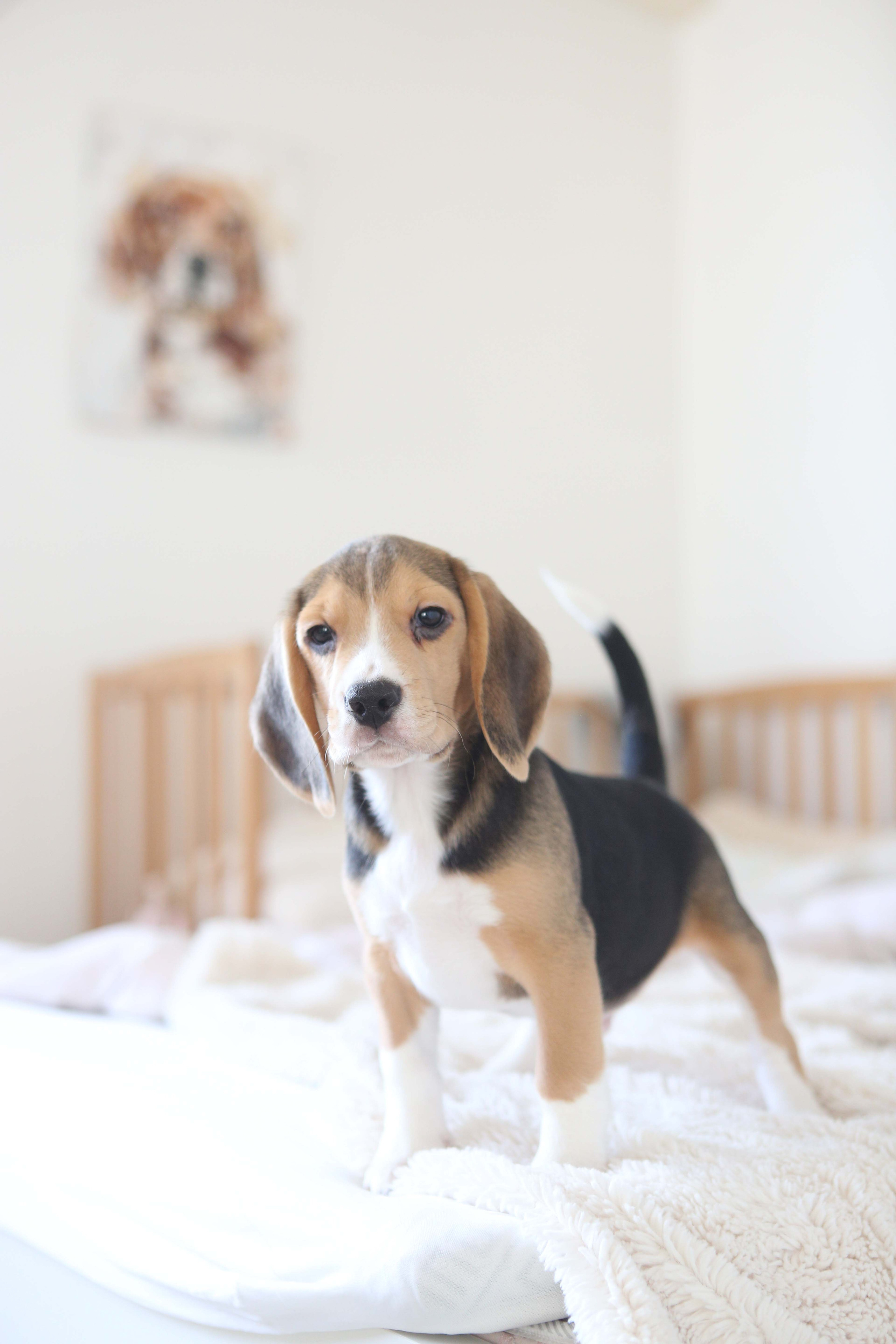 Єрик+Перік. Розплідник біглей в Україні