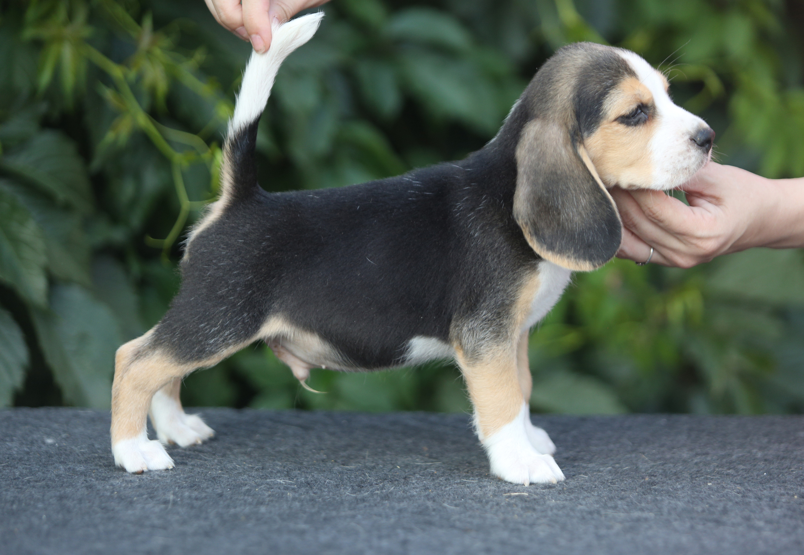 Саша і Ден. Розплідник біглей в Україні