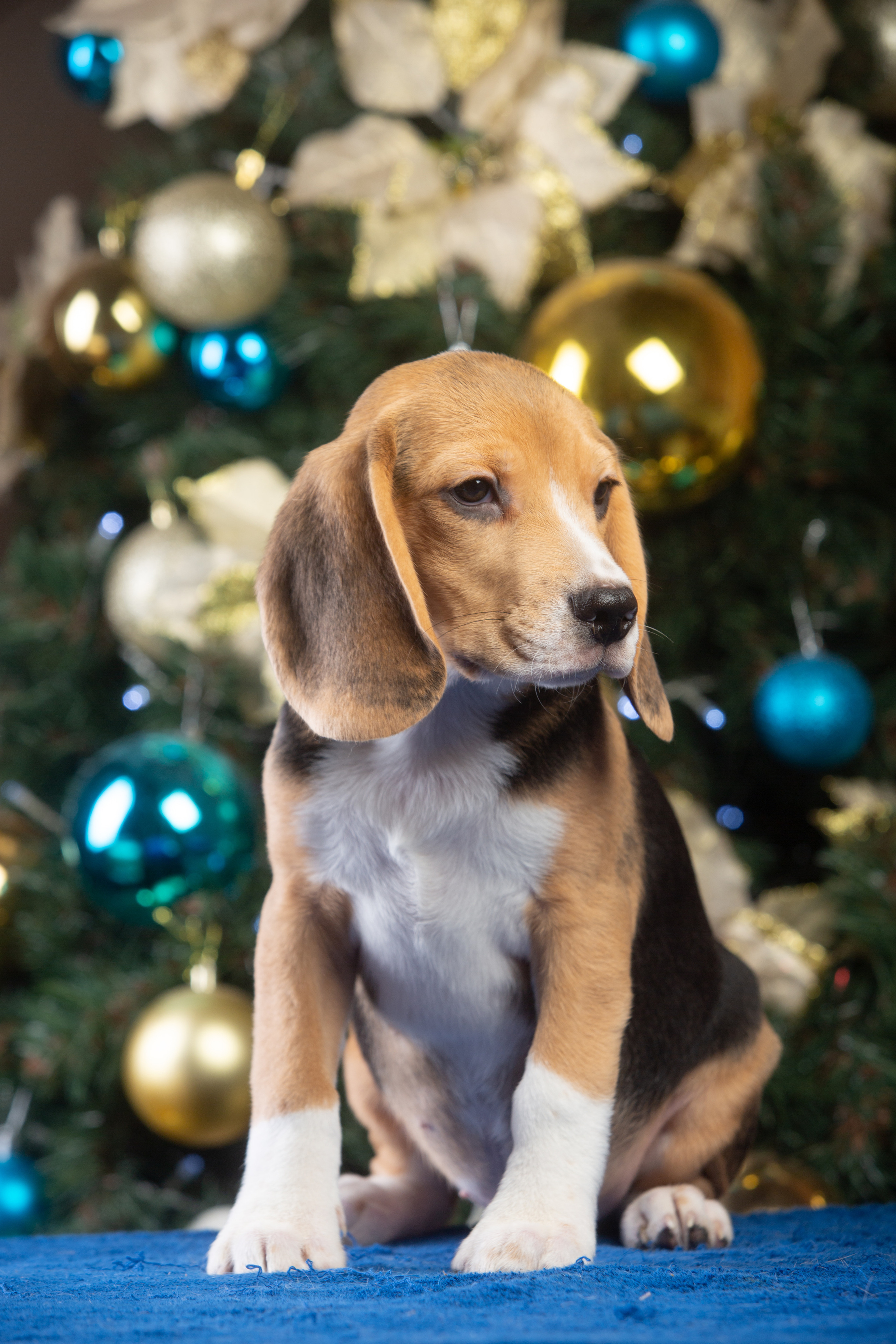 Єрик+Перік. Розплідник біглей в Україні