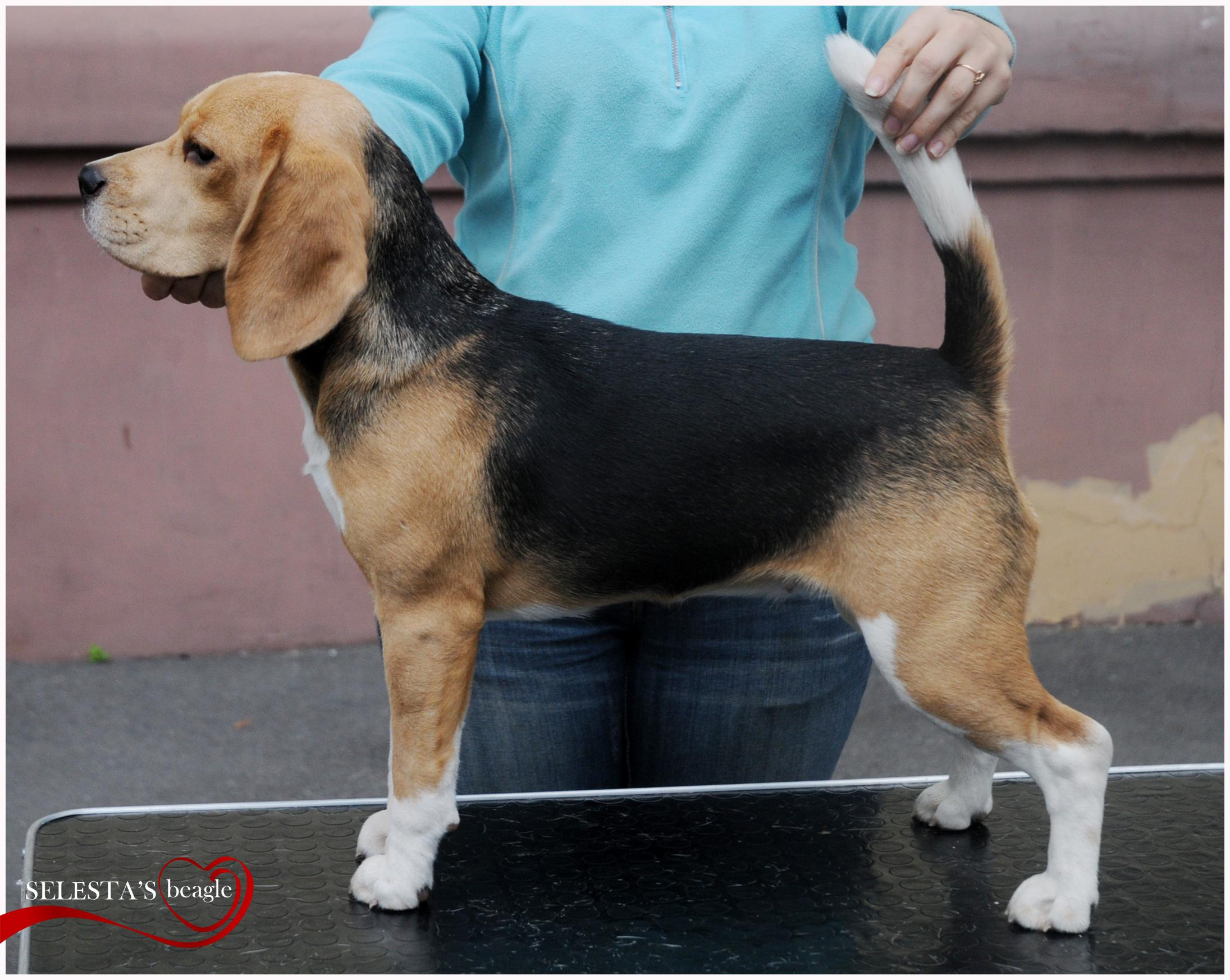 Тіна. Розплідник біглей в Україні