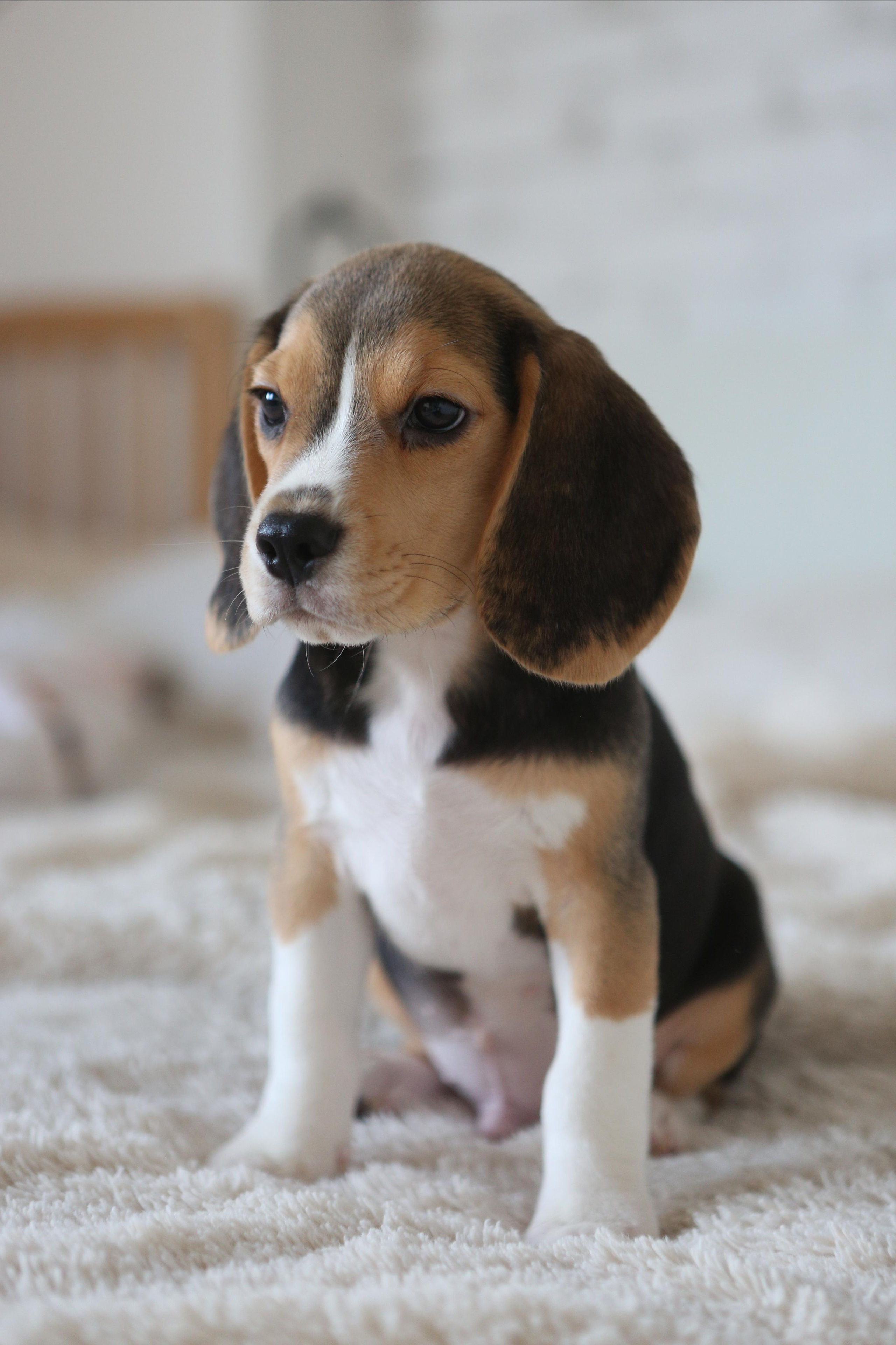 Krepish + Karamel. Питомник биглей Selesta’s Dreams