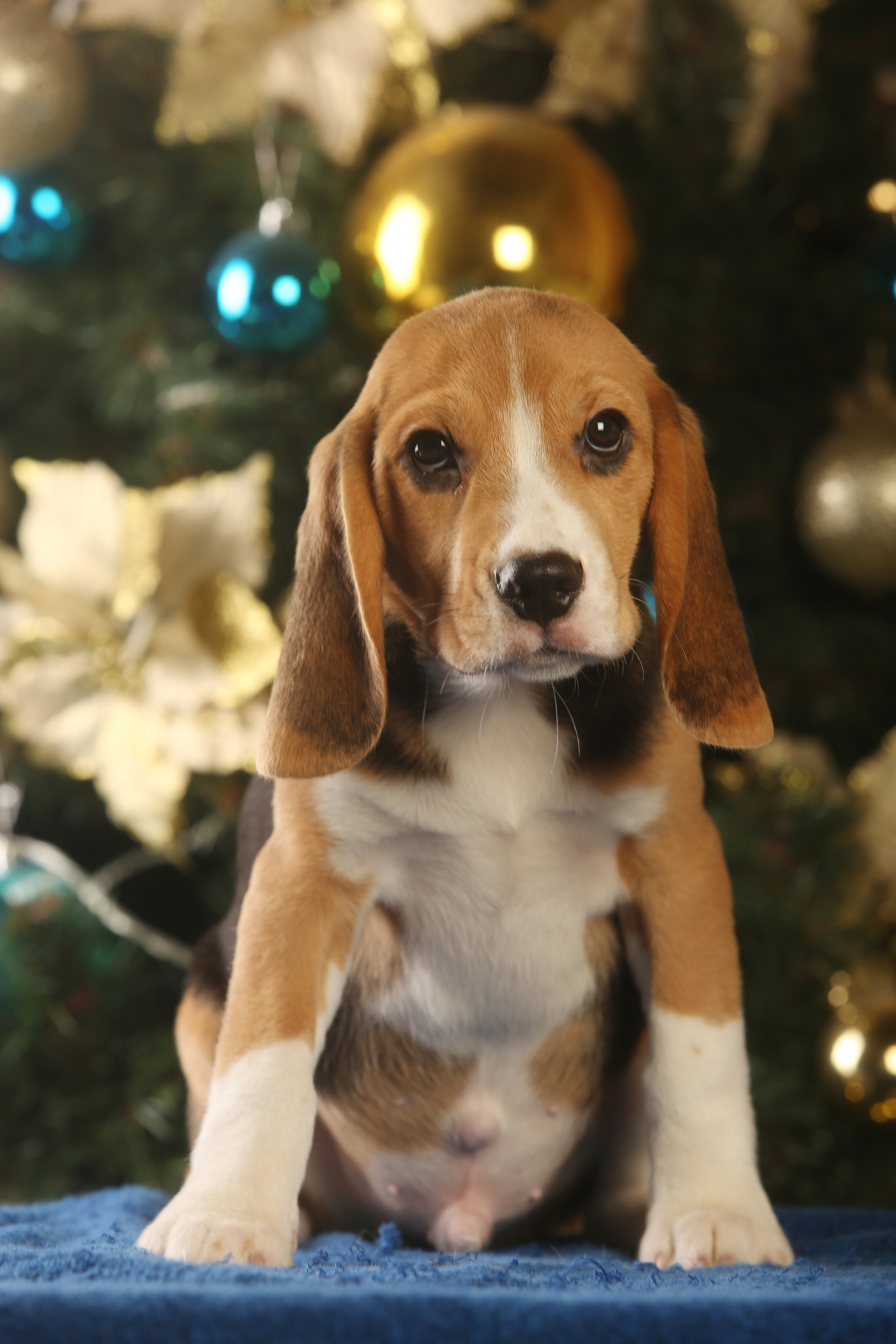 Єрик+Перік. Розплідник біглей в Україні