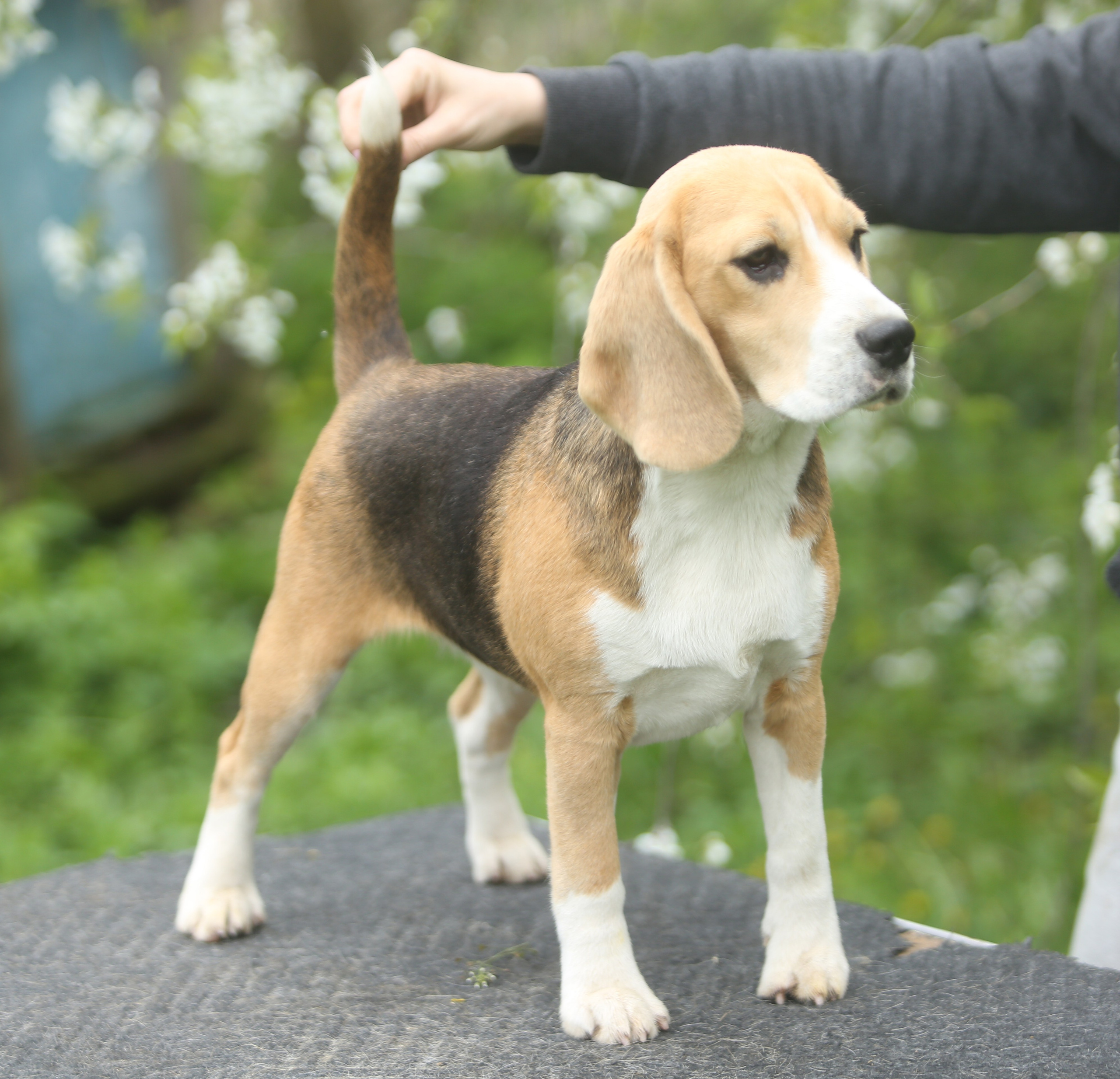 Шайн. Розплідник біглей в Україні