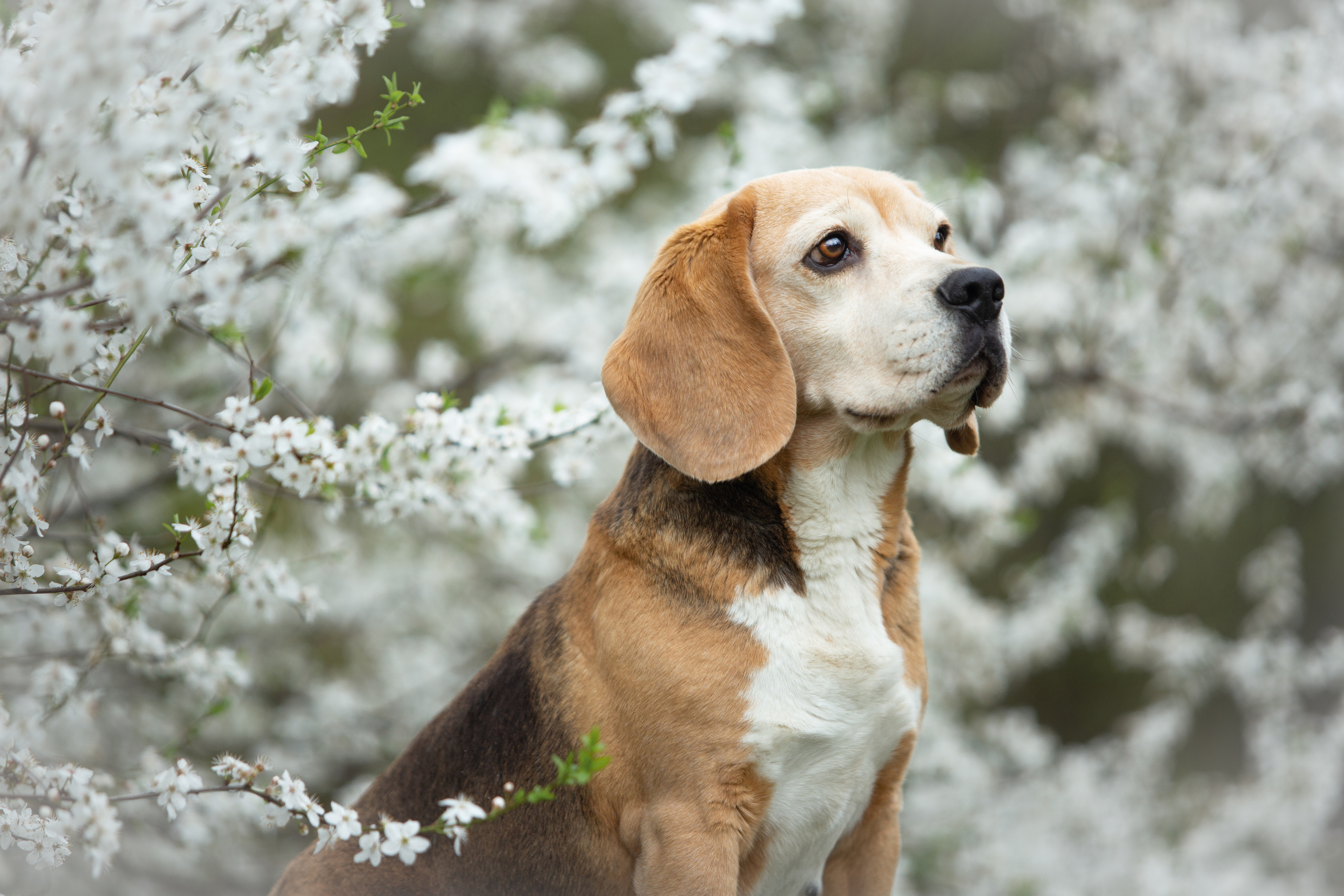 Тіна. Розплідник біглей в Україні