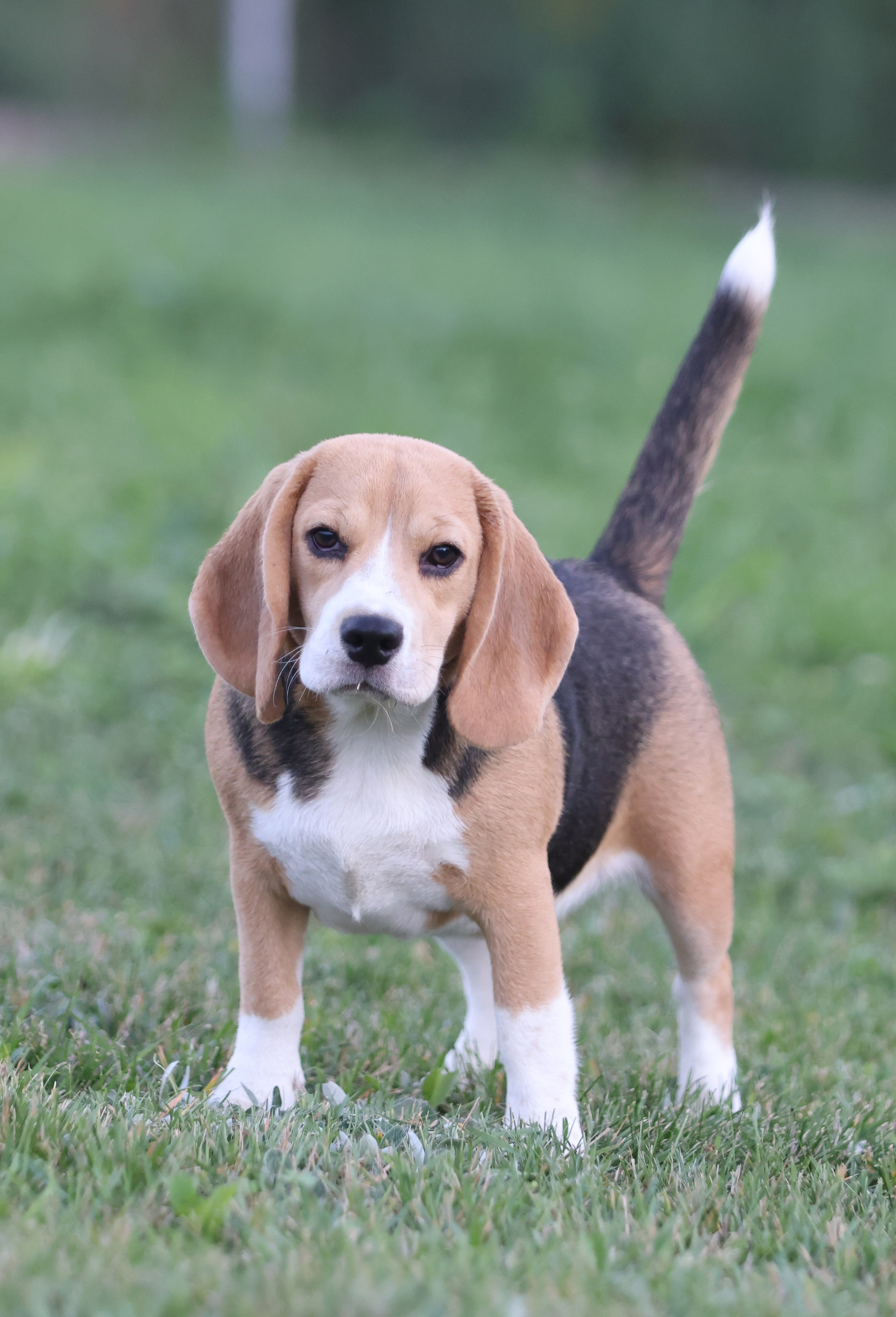 Фіона. Питомник биглей Selesta’s Dreams