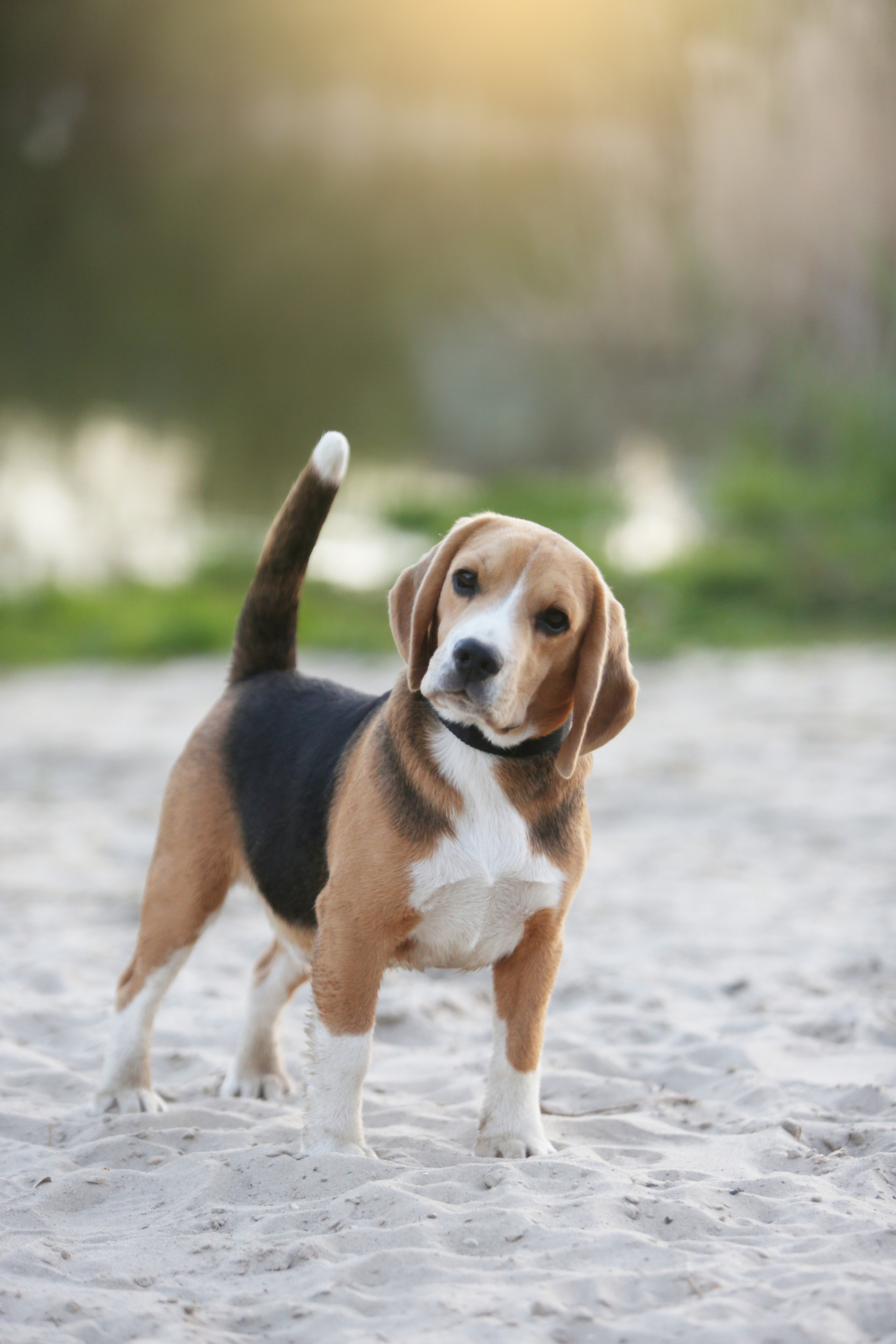 Джони. Питомник биглей Selesta’s Dreams