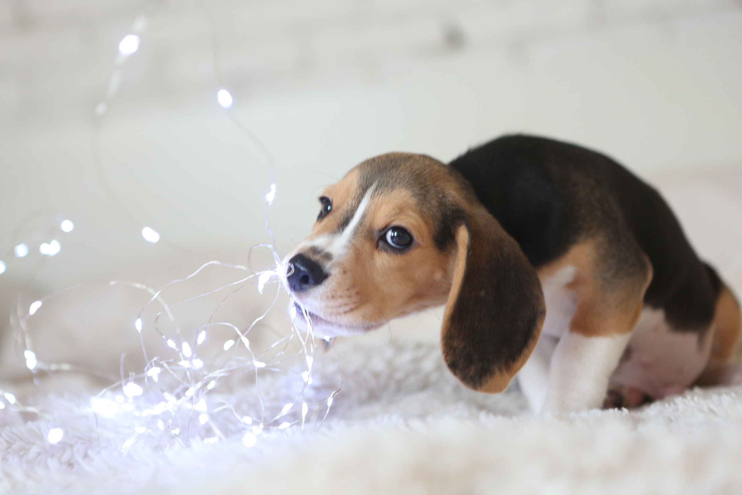 Krepish + Karamel. Питомник биглей Selesta’s Dreams