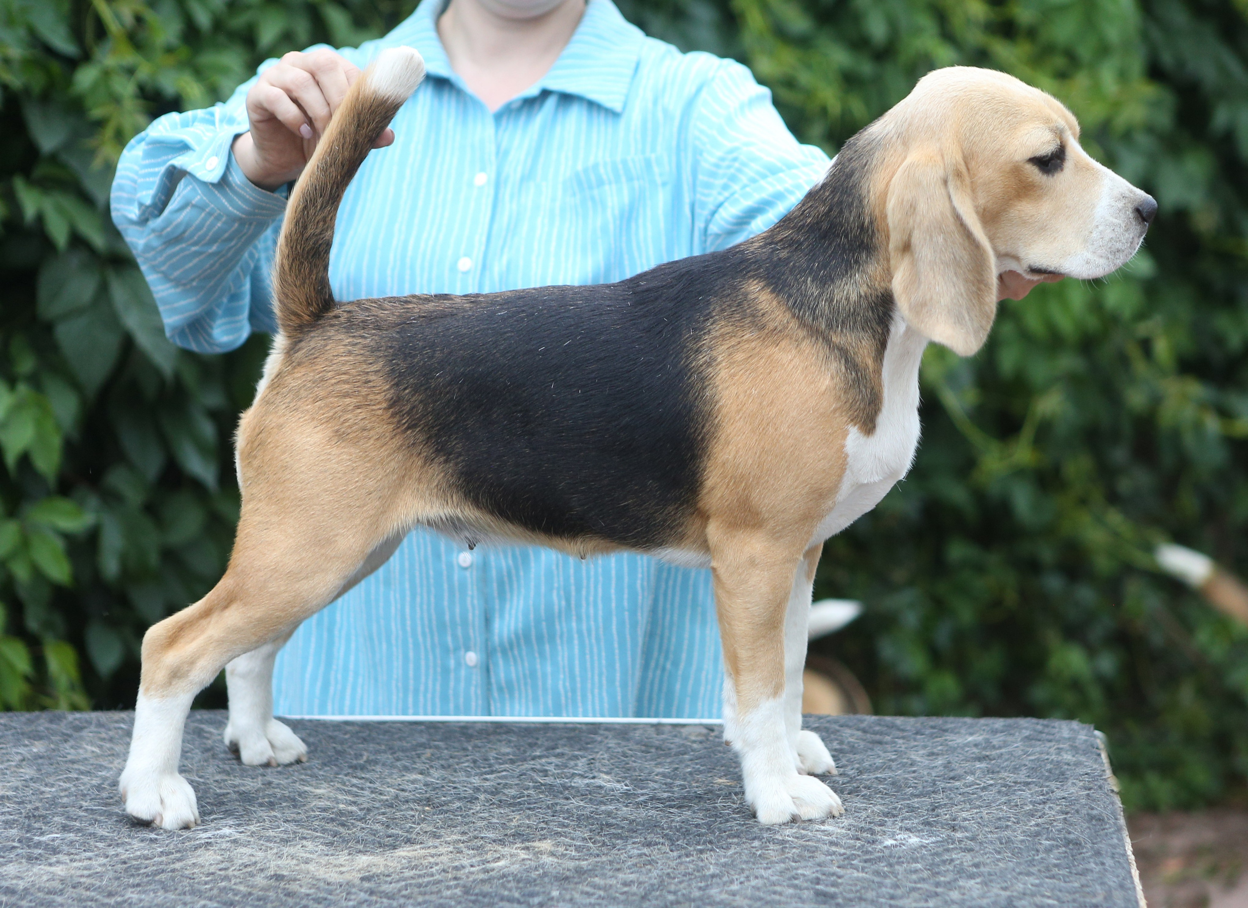 Шайн. Розплідник біглей в Україні